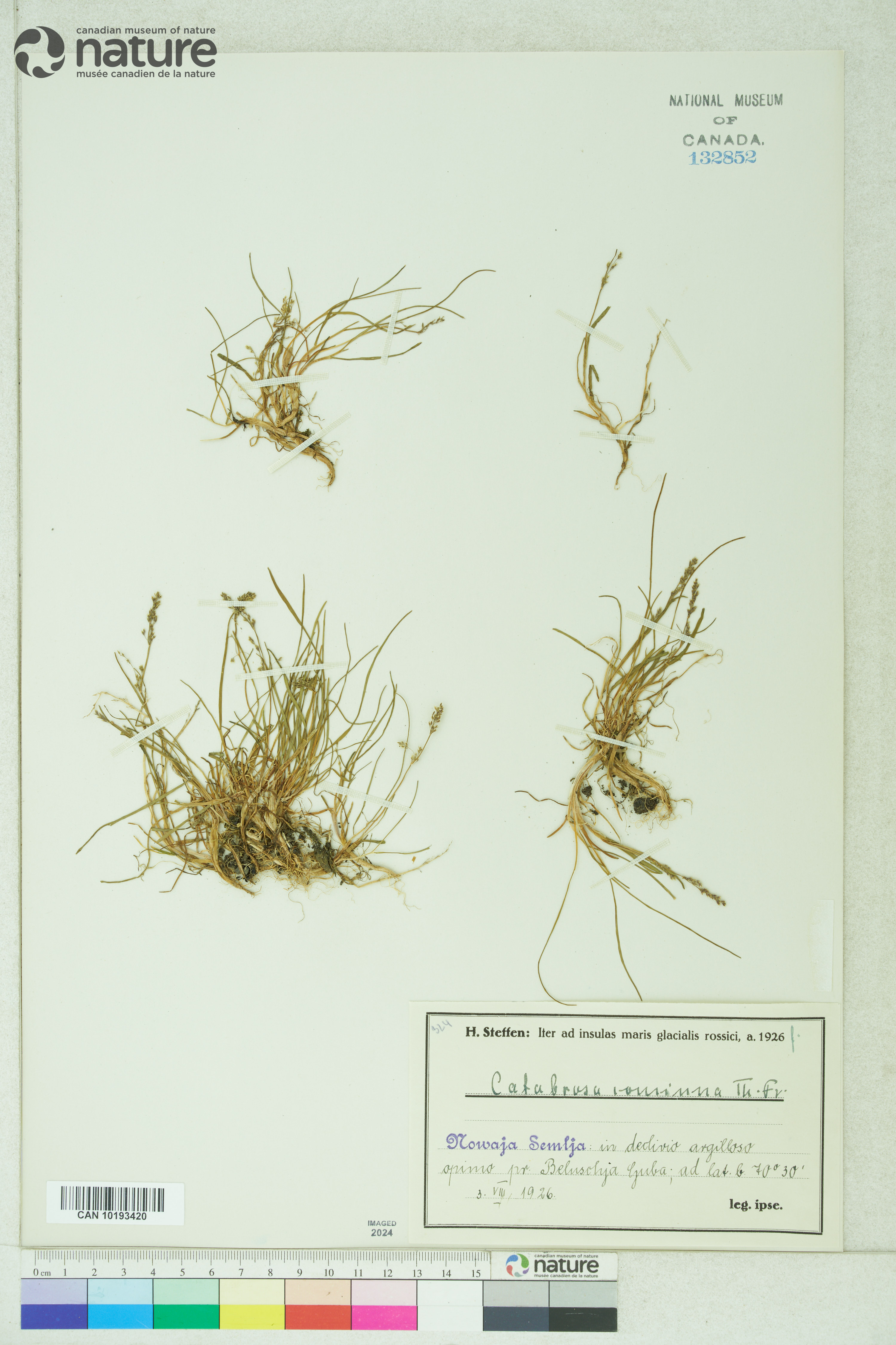 Phippsia algida subsp. concinna image