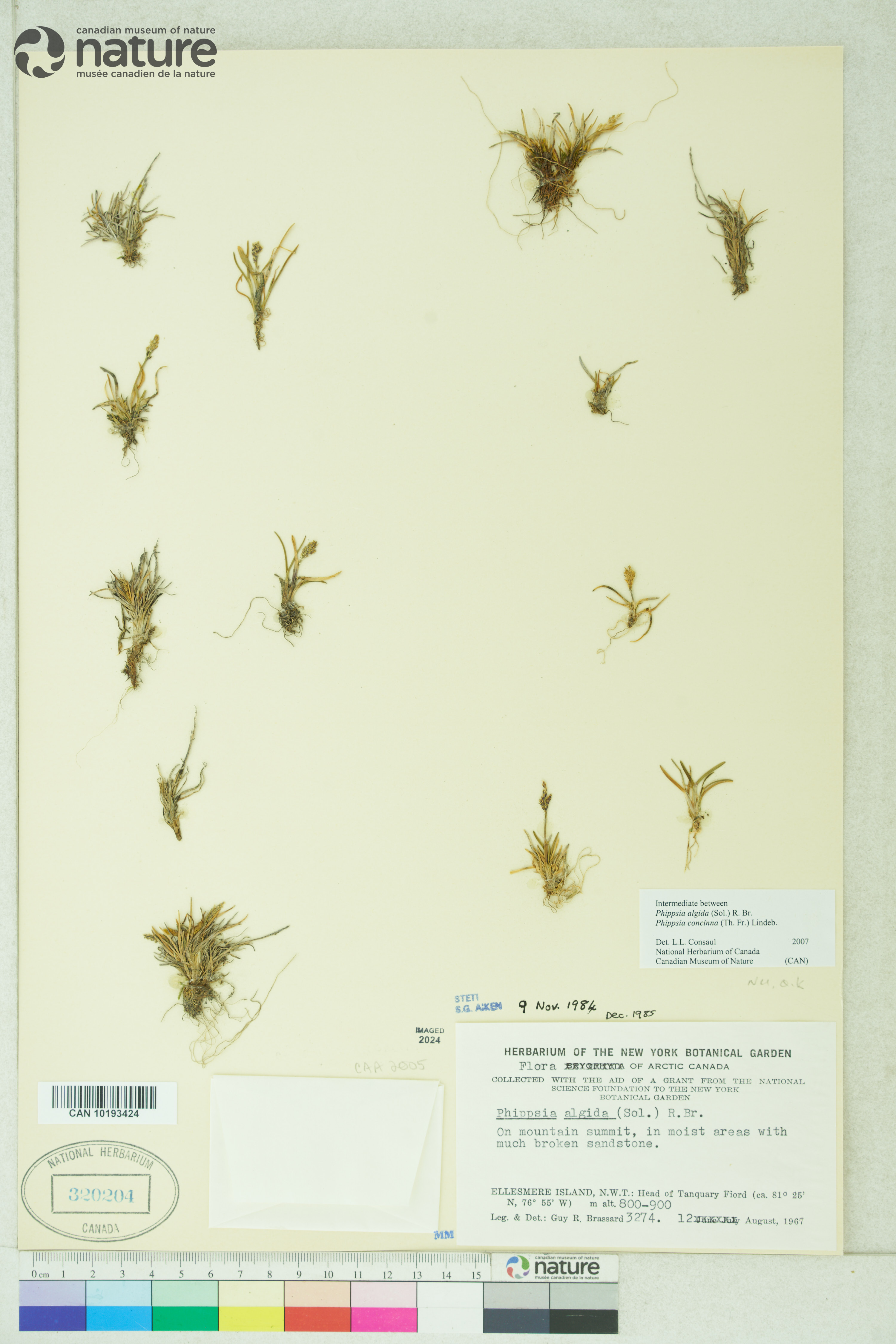 Phippsia concinna image