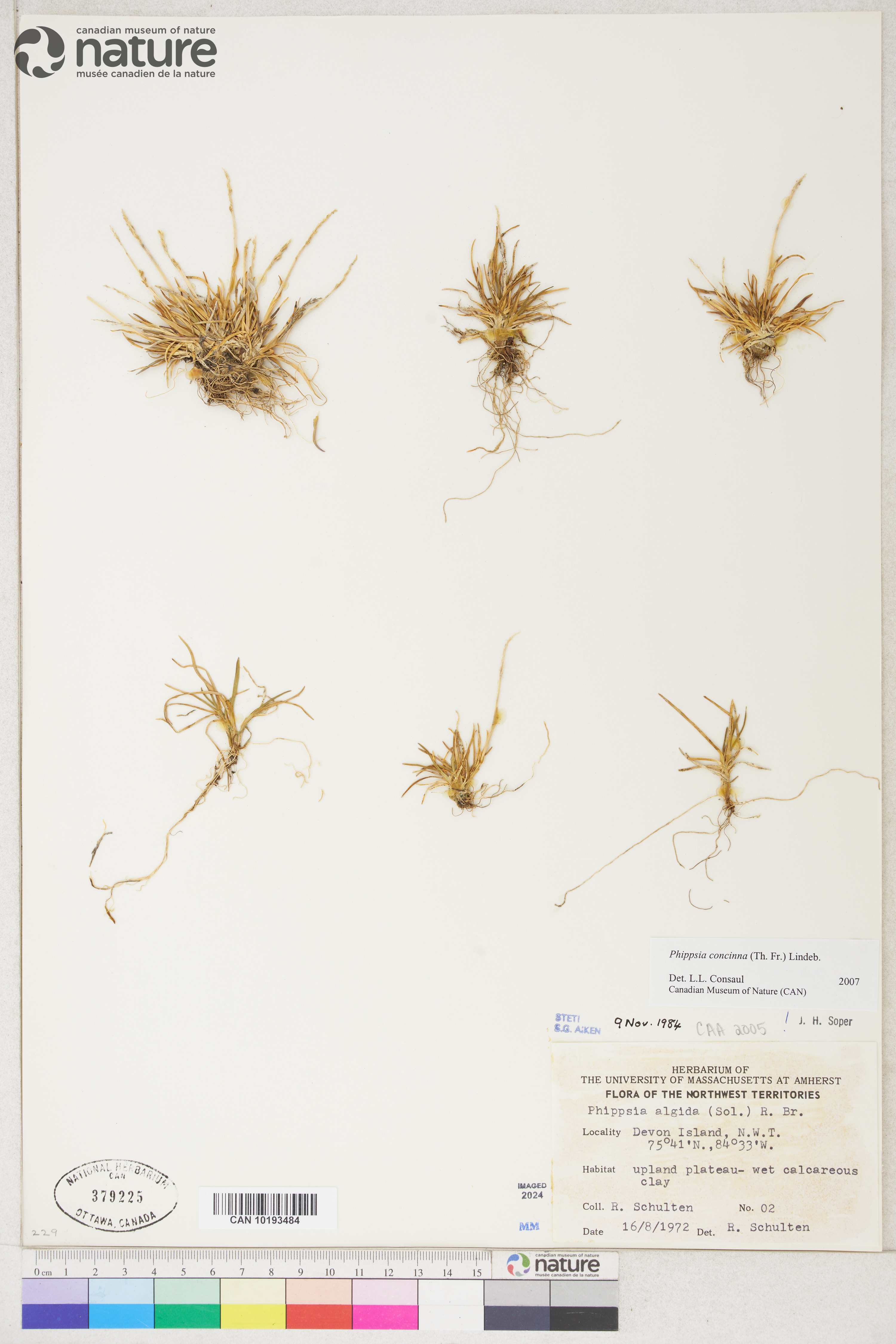 Phippsia concinna image