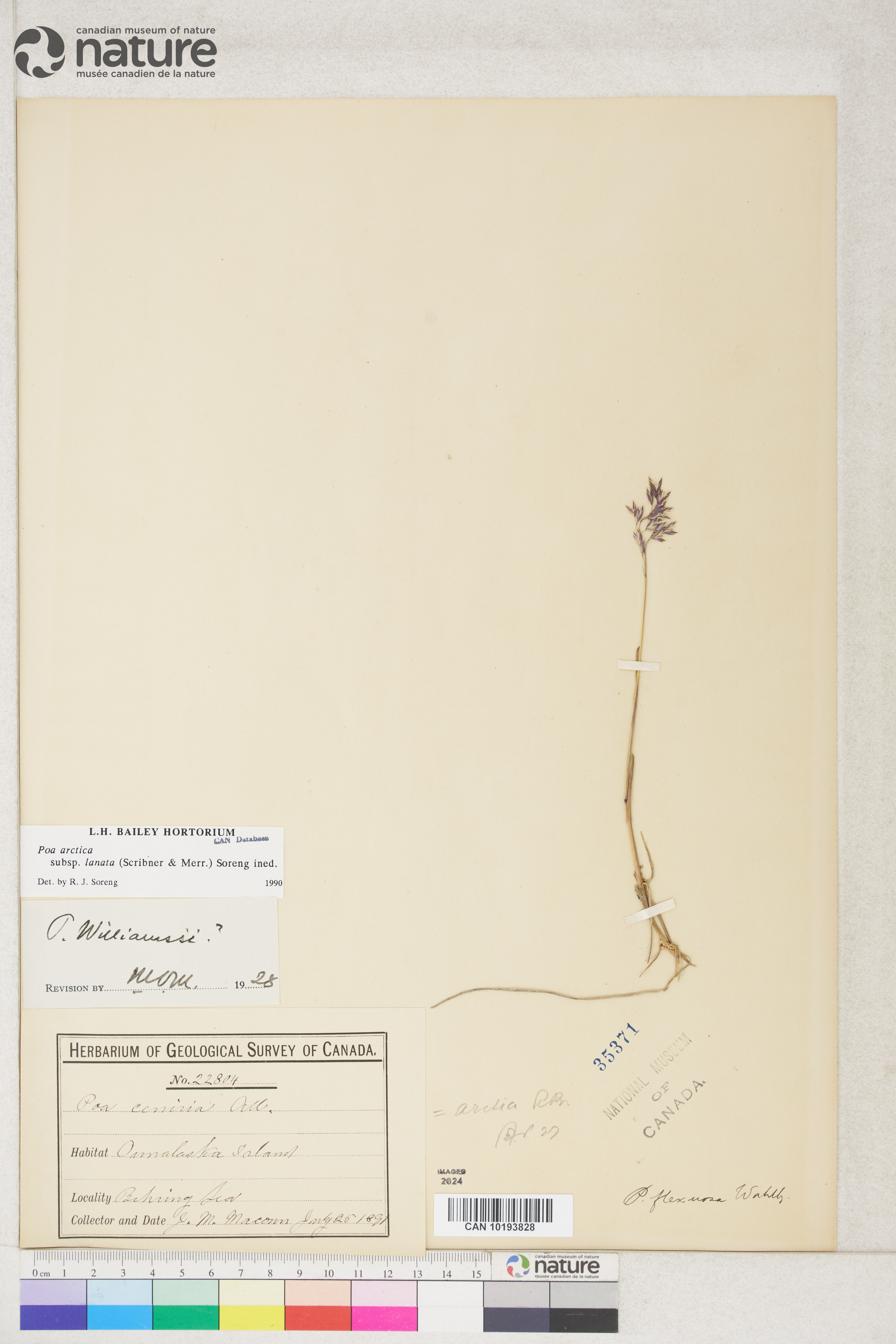 Poa arctica subsp. lanata image
