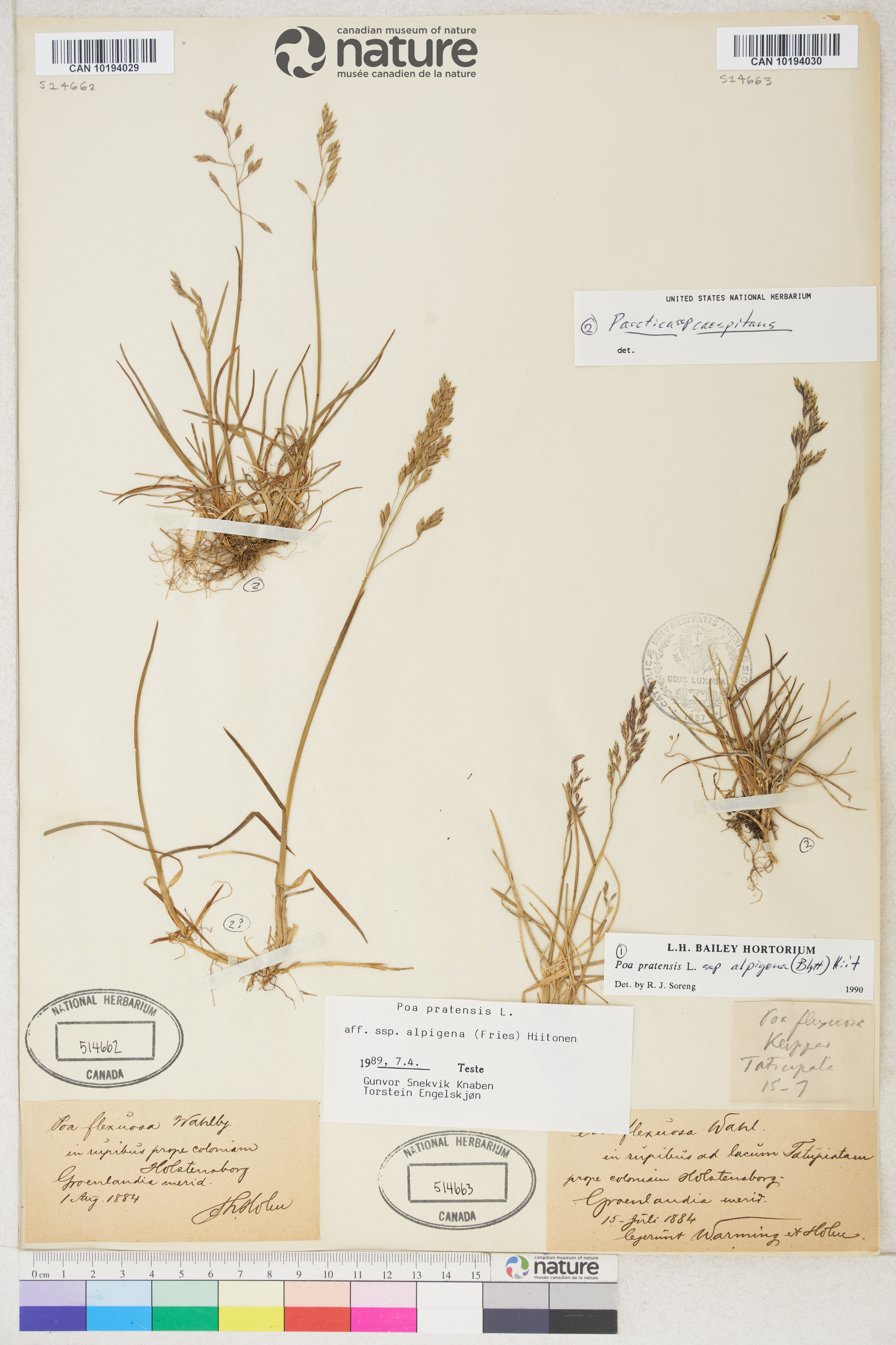 Poa arctica subsp. caespitans image