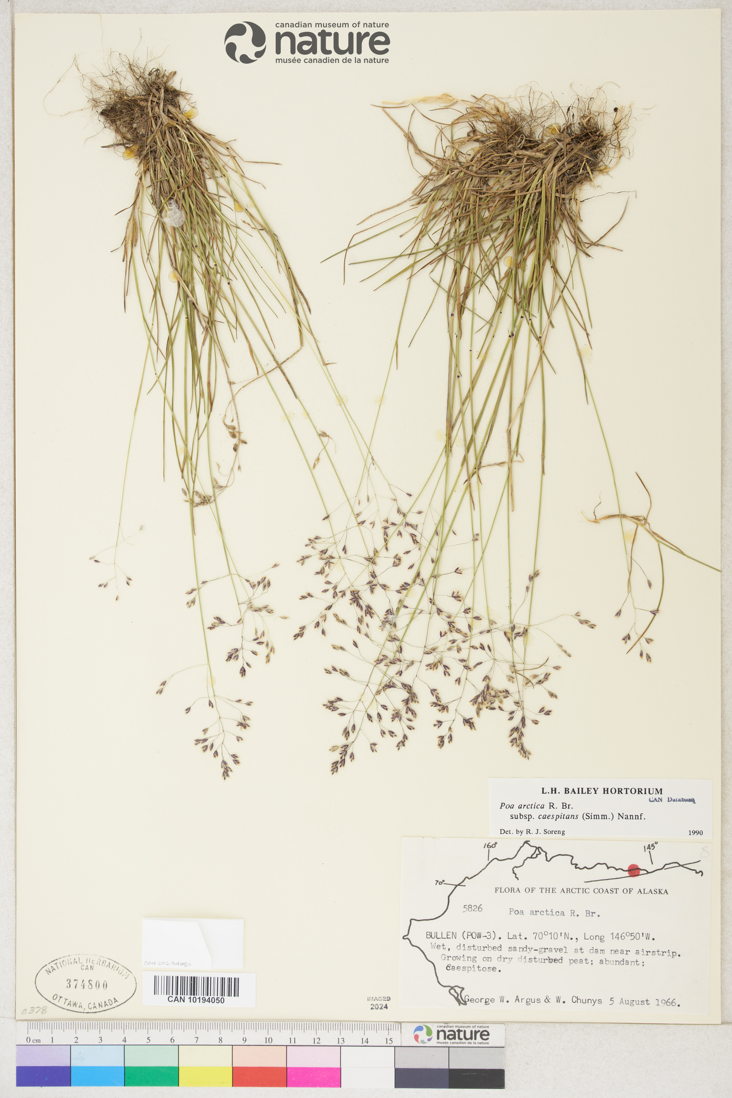 Poa arctica image
