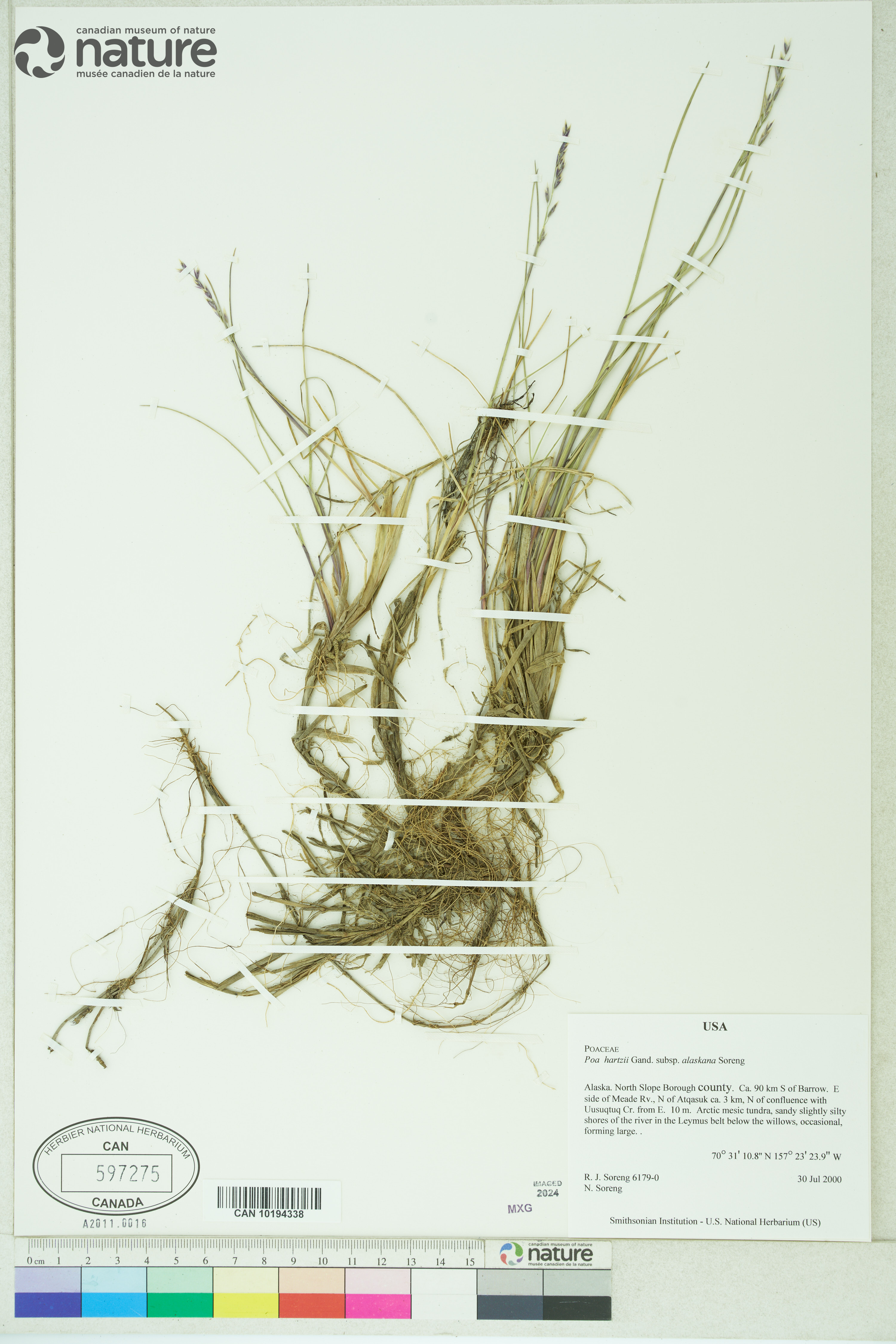 Poa hartzii subsp. alaskana image