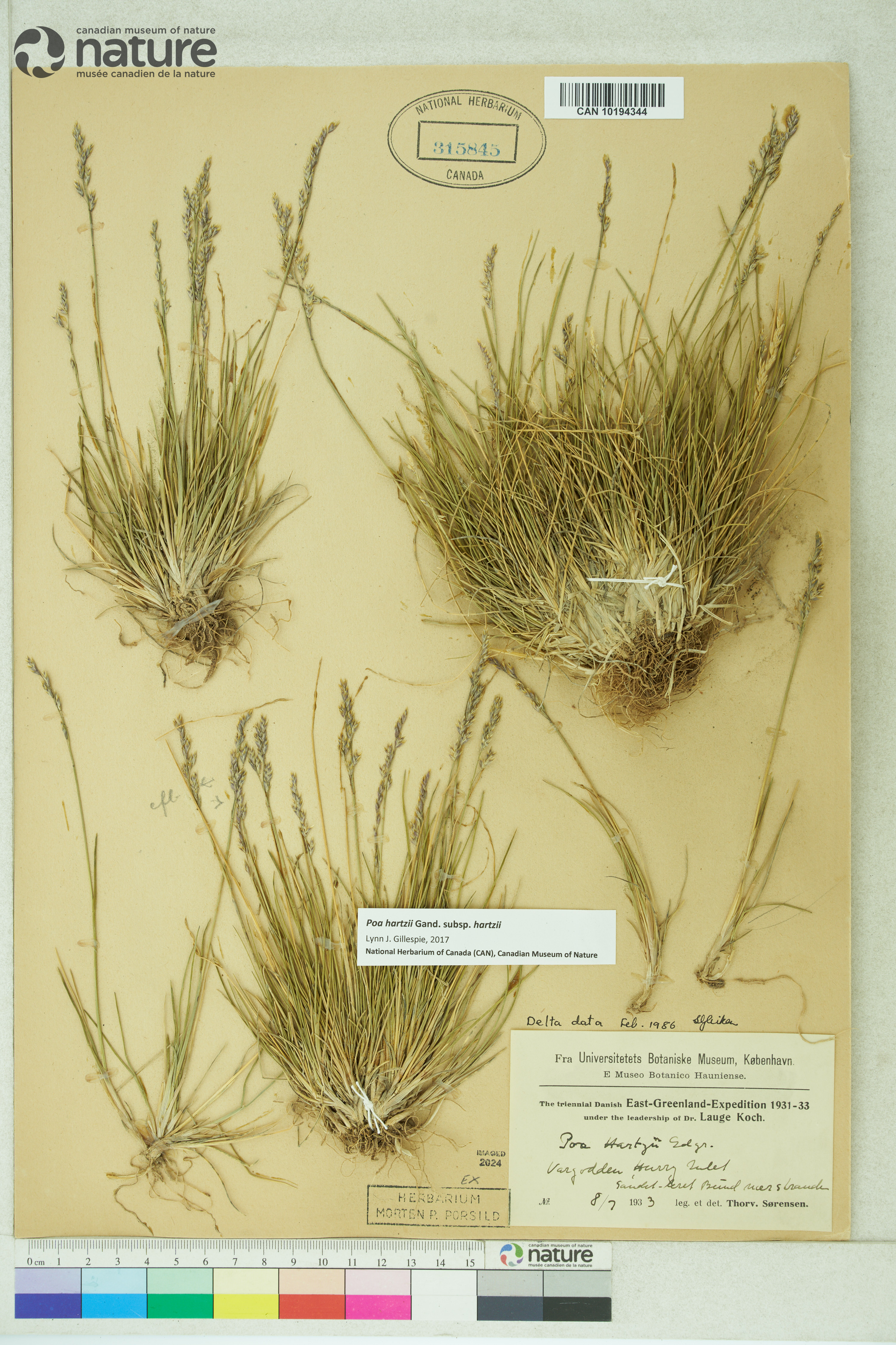 Poa hartzii subsp. hartzii image