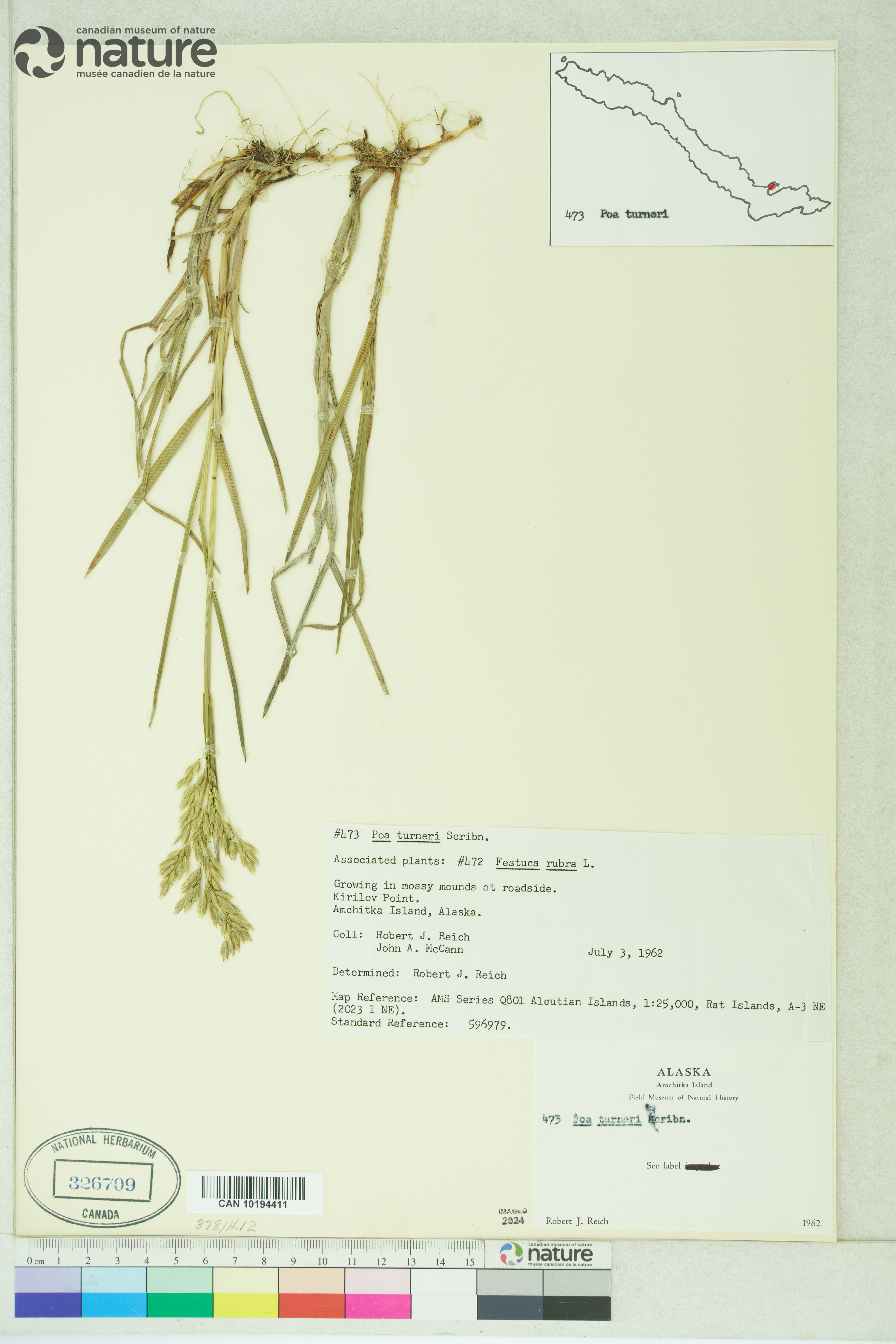 Poa turneri image