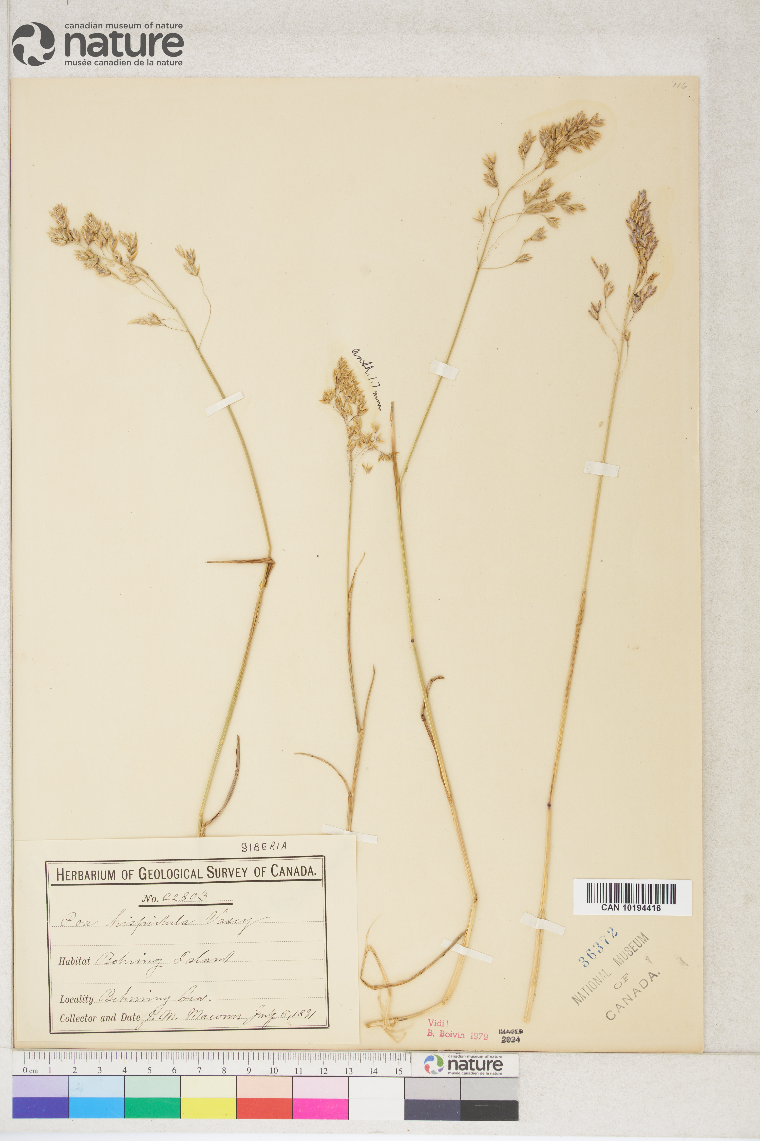 Poa macrocalyx image