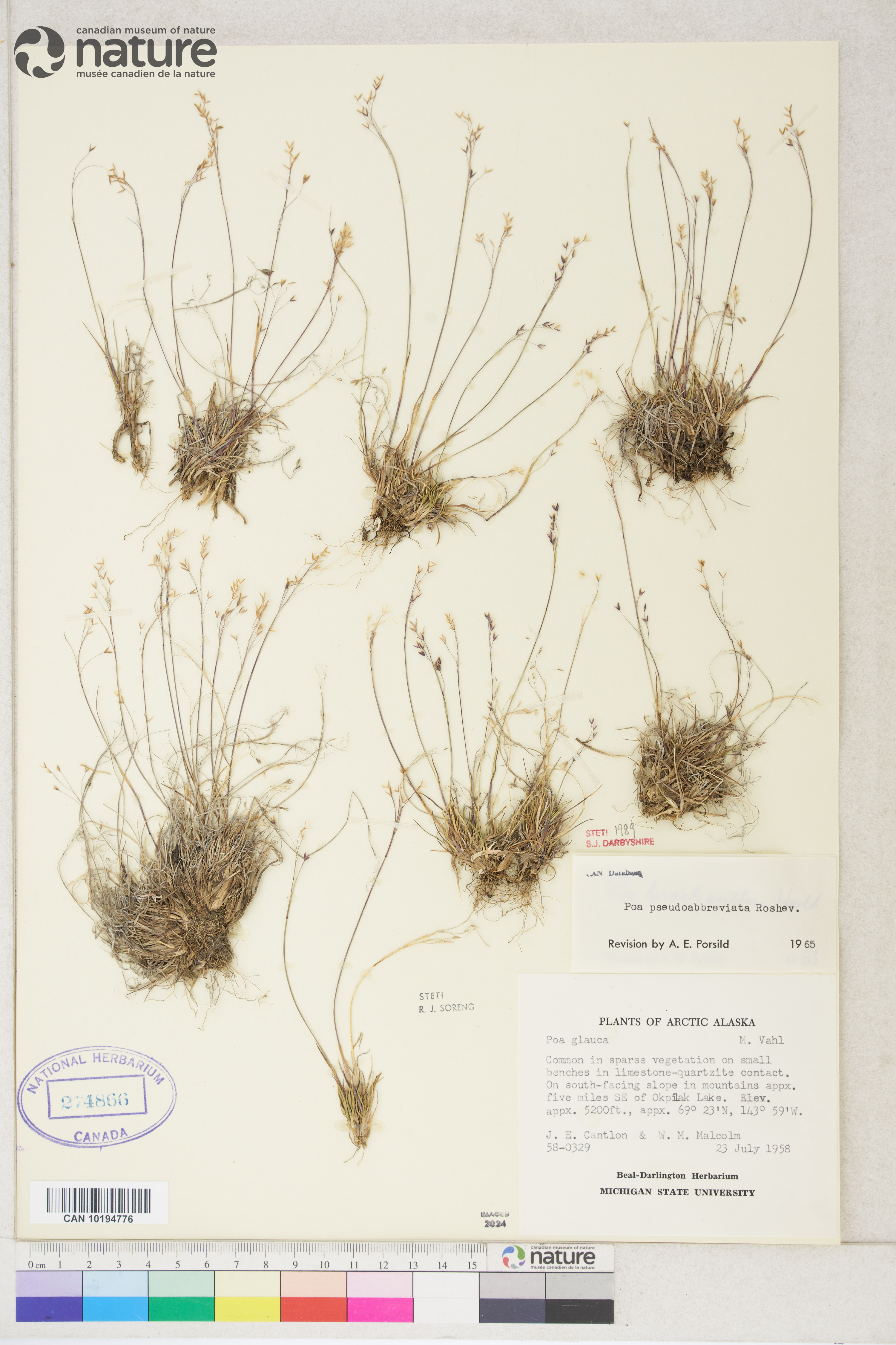Poa pseudoabbreviata image