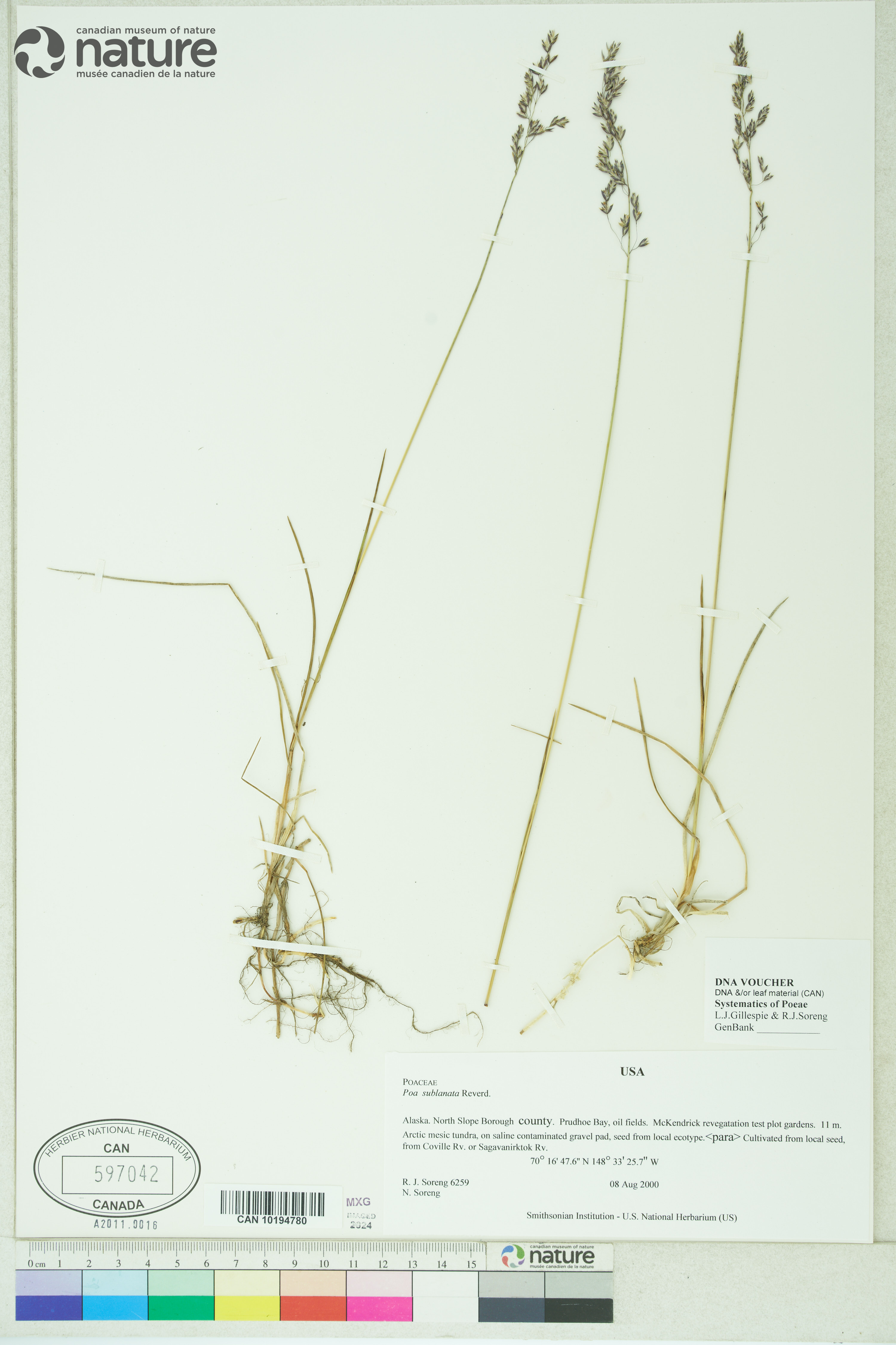 Poa sublanata image