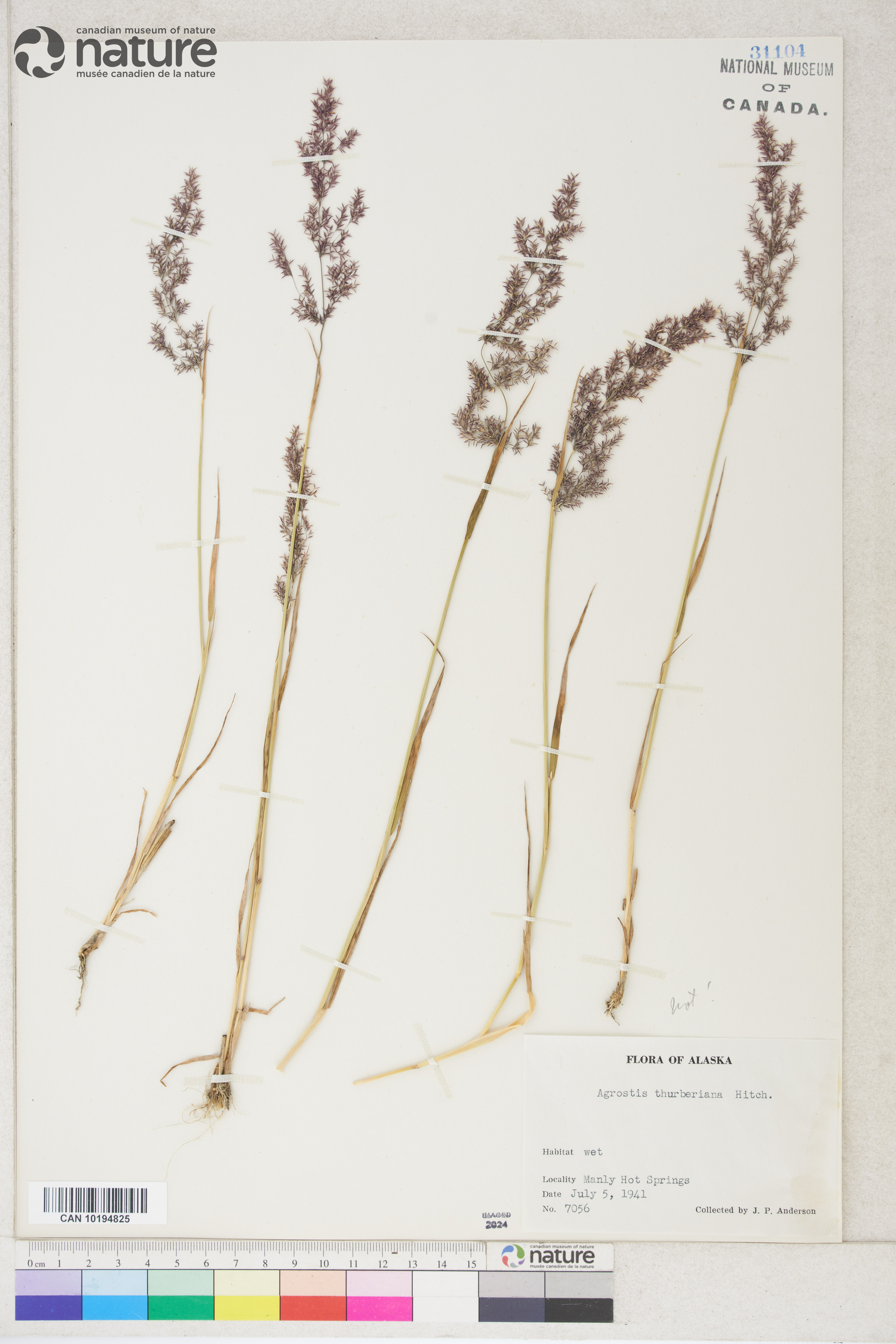 Agrostis humilis image