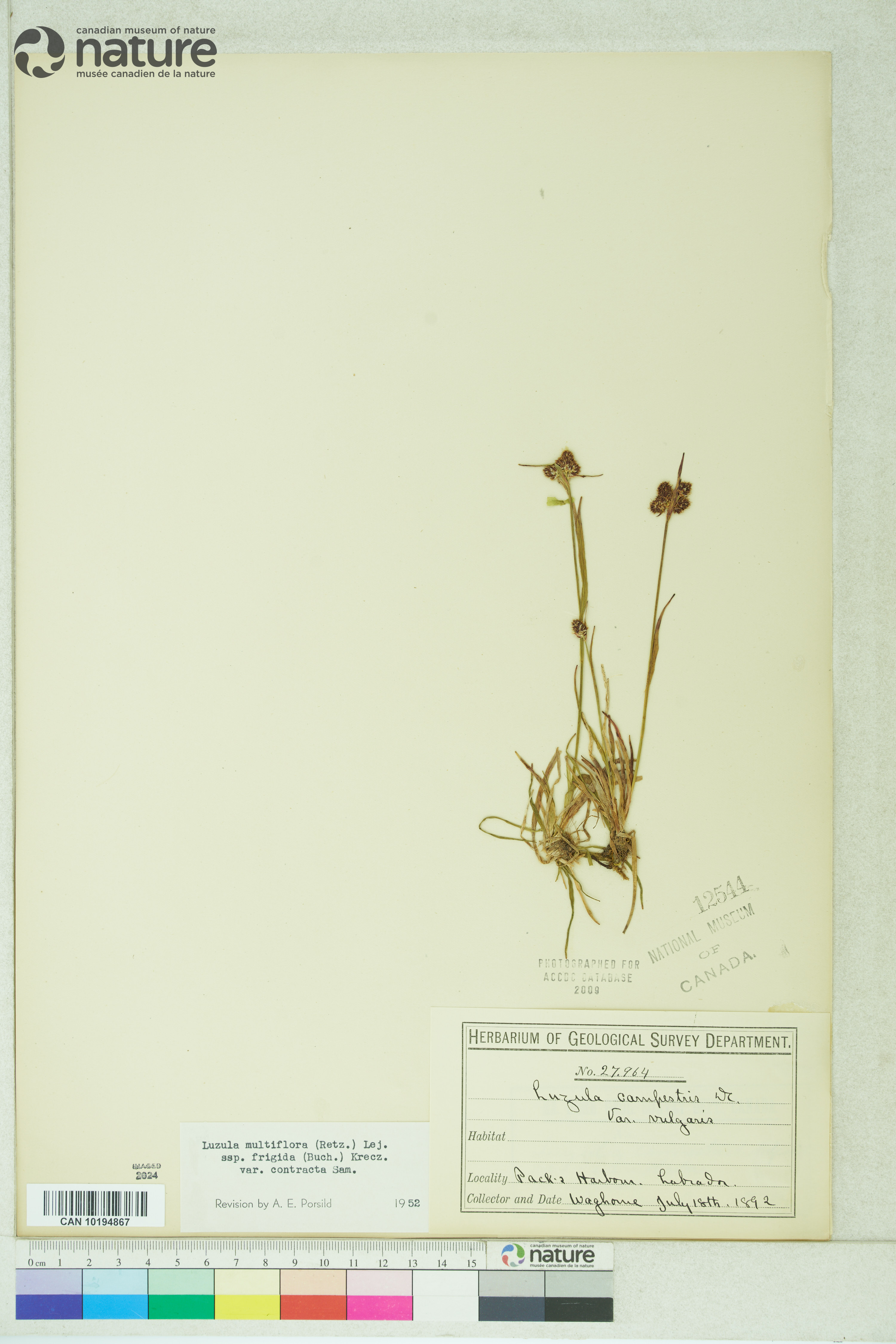 Luzula multiflora subsp. frigida image