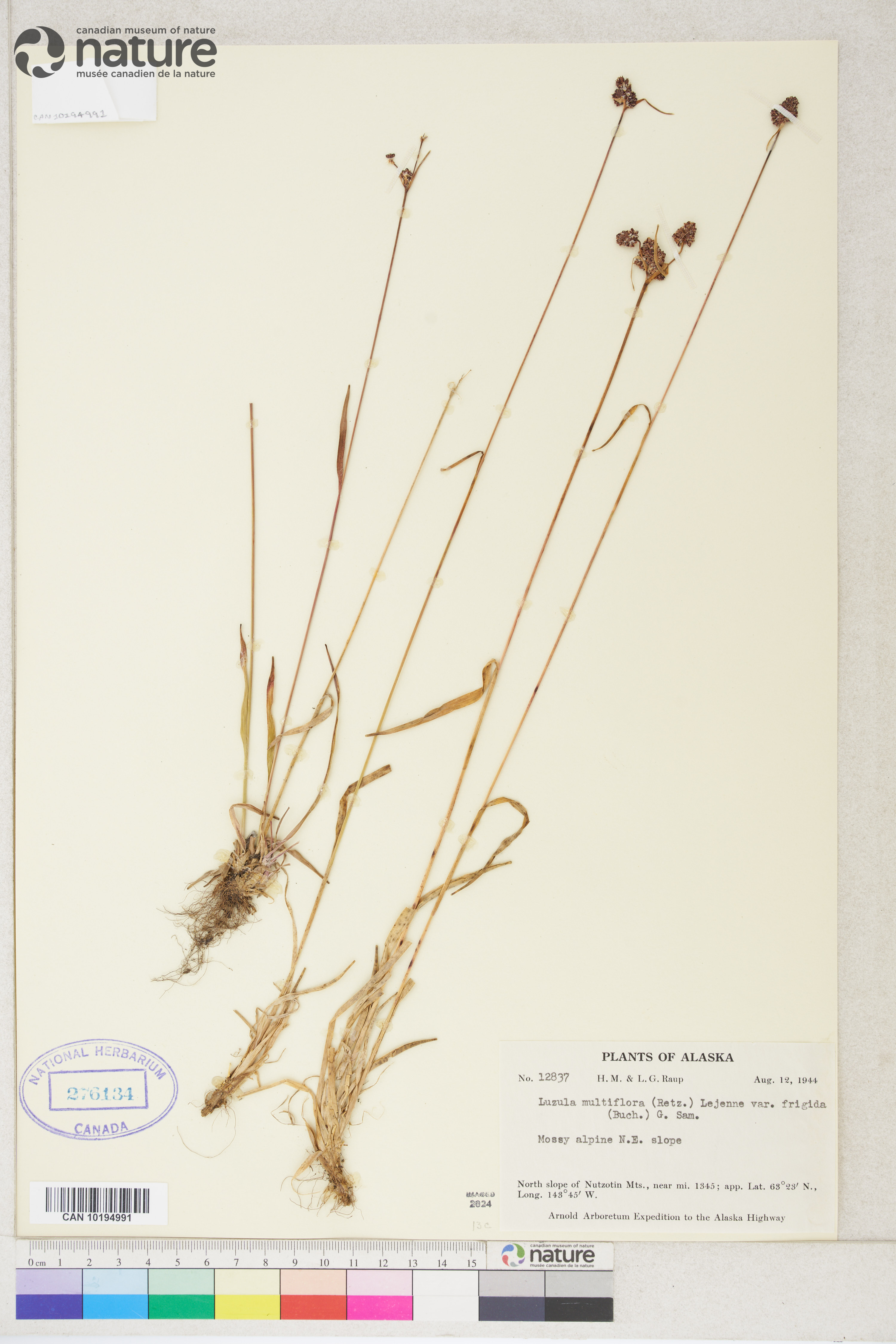 Luzula multiflora subsp. frigida image