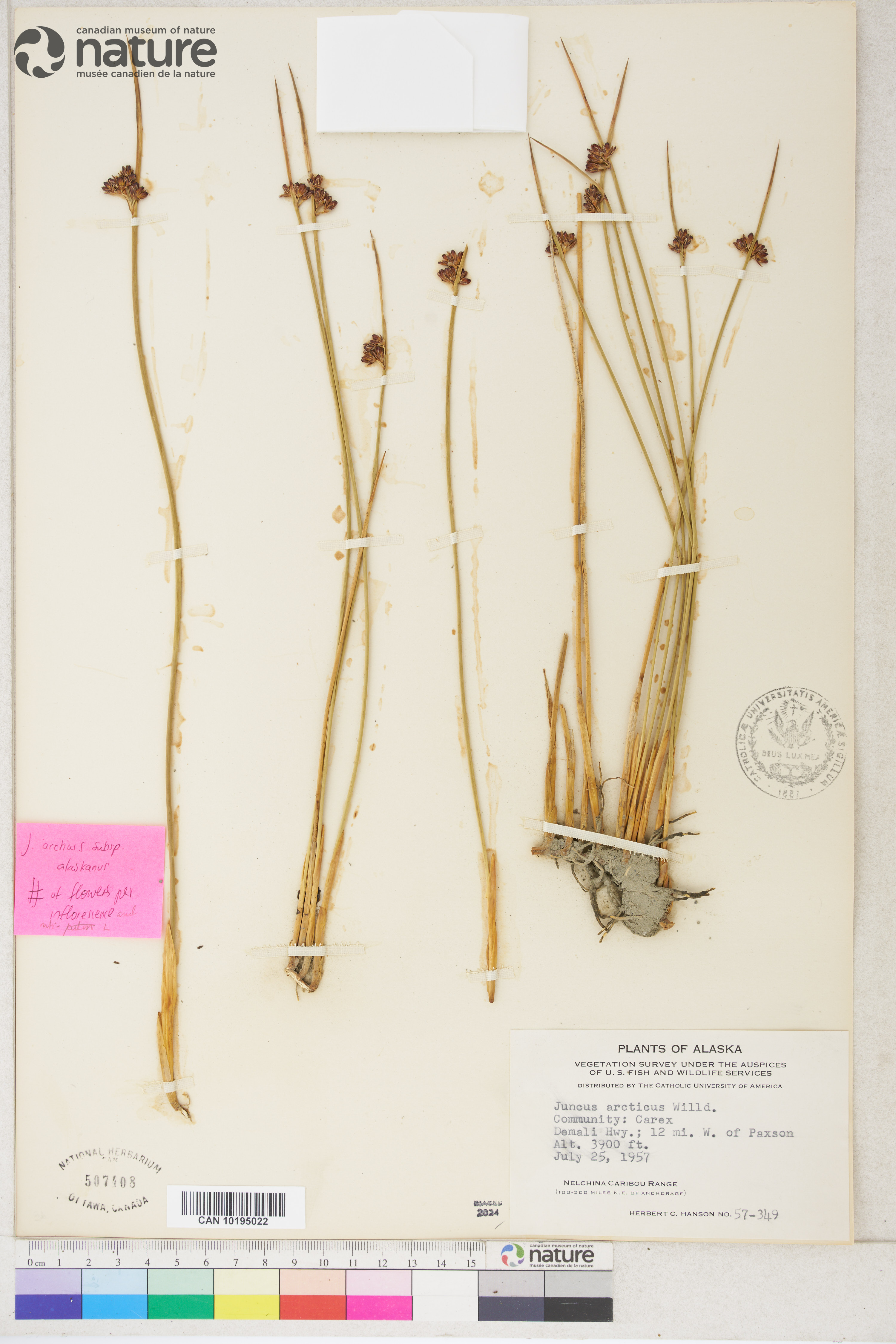 Juncus arcticus subsp. alaskanus image