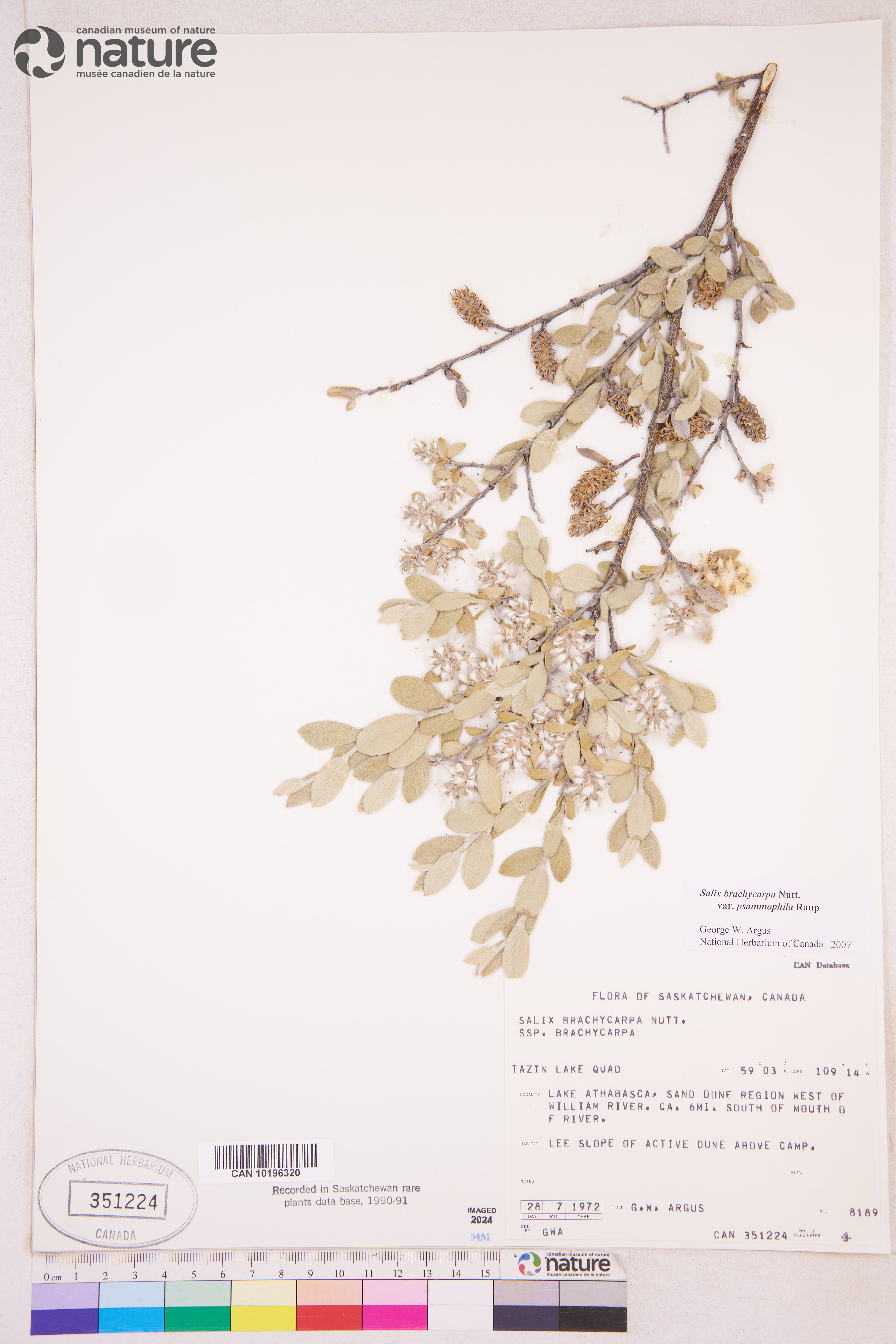 Salix brachycarpa var. psammophila image