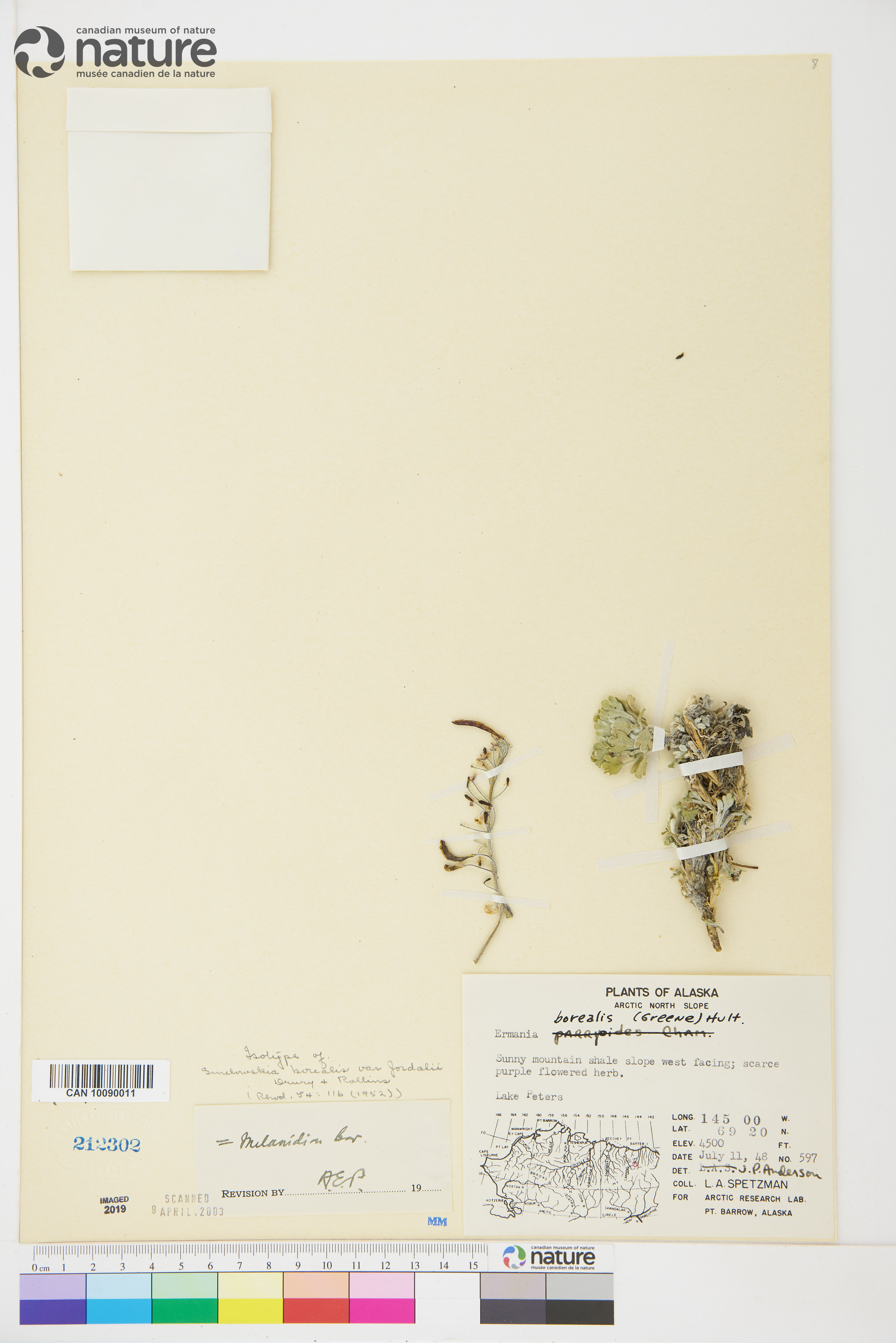 Smelowskia borealis var. jordalii image