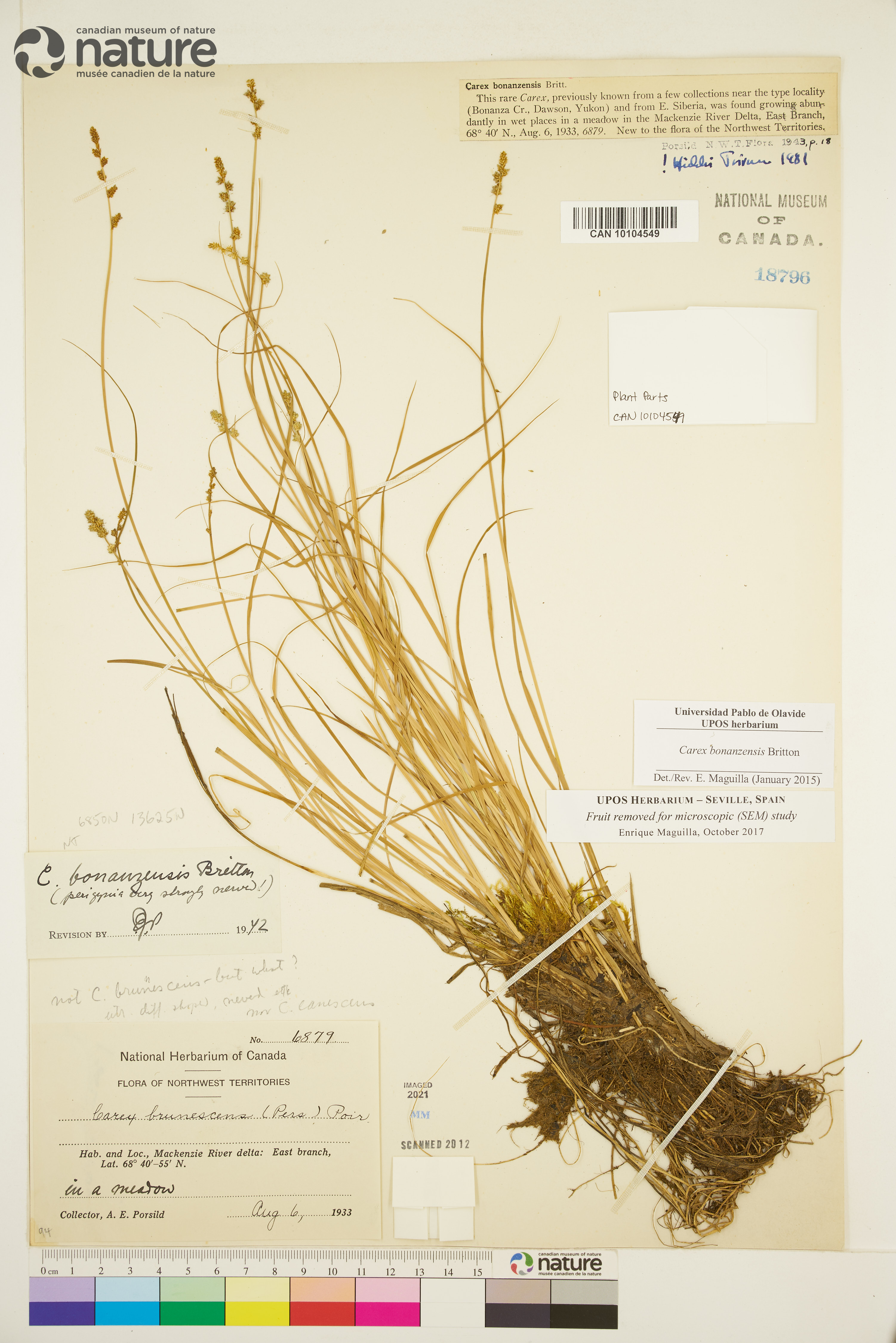 Carex bonanzensis image