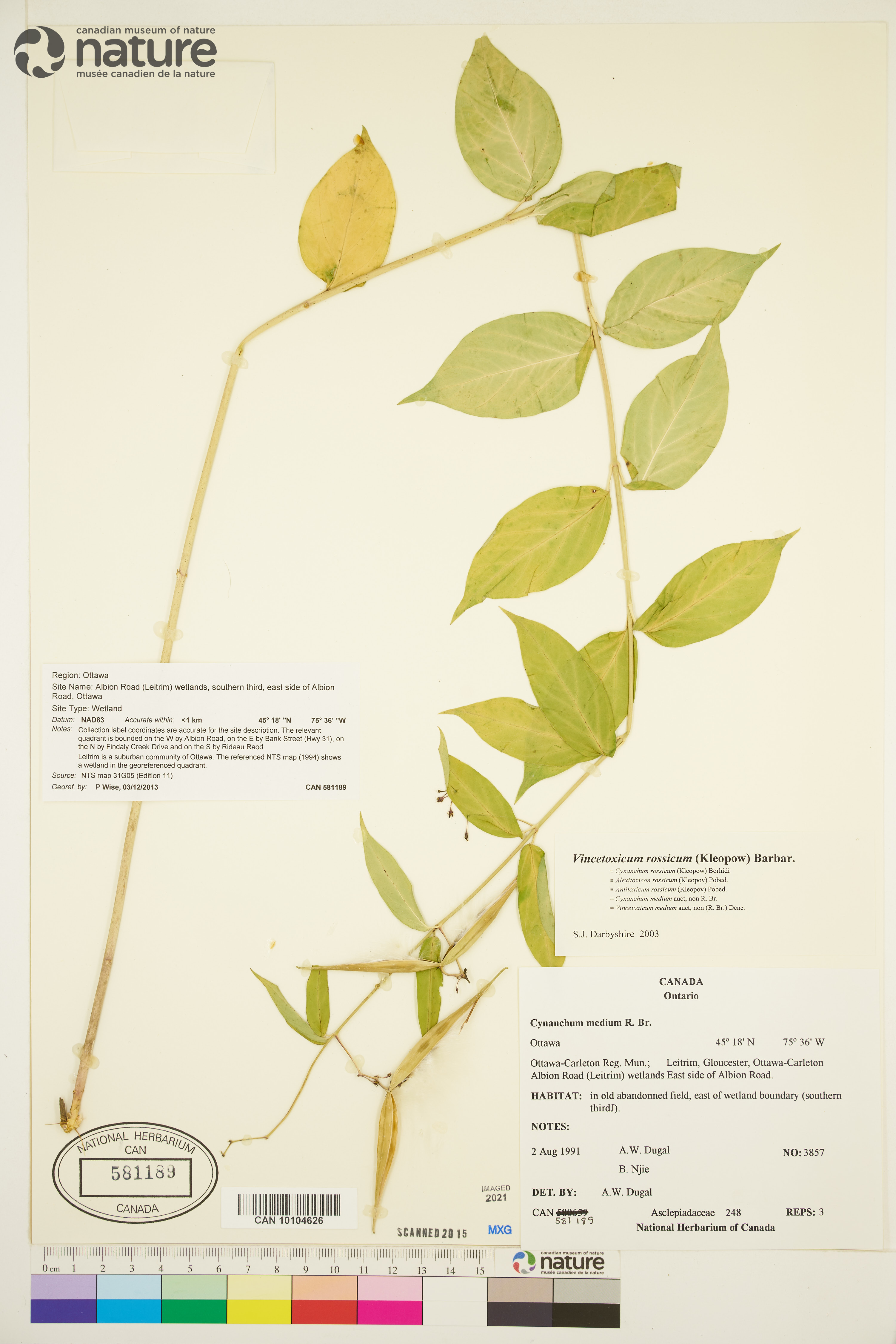 Cynanchum rossicum image