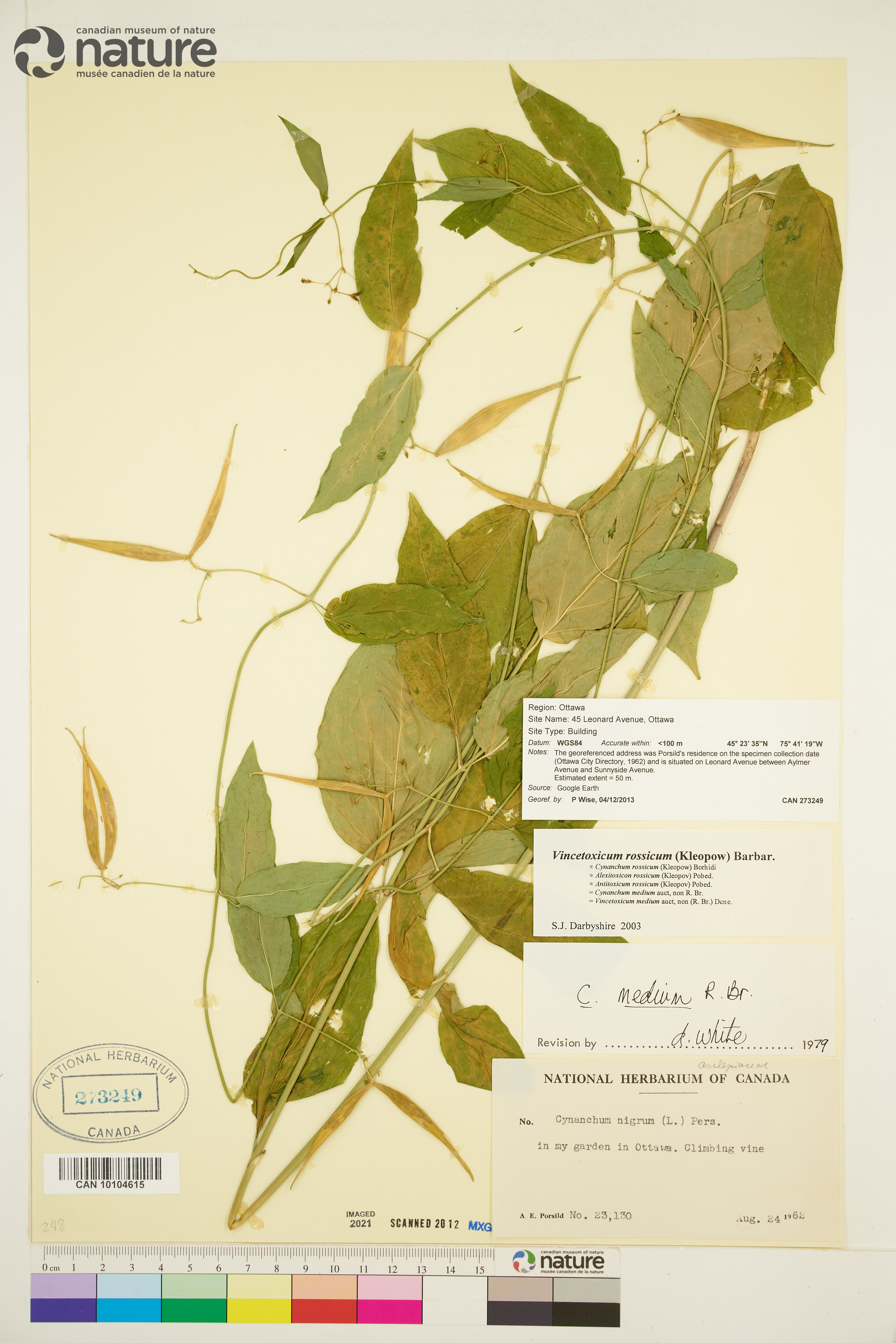 Cynanchum rossicum image