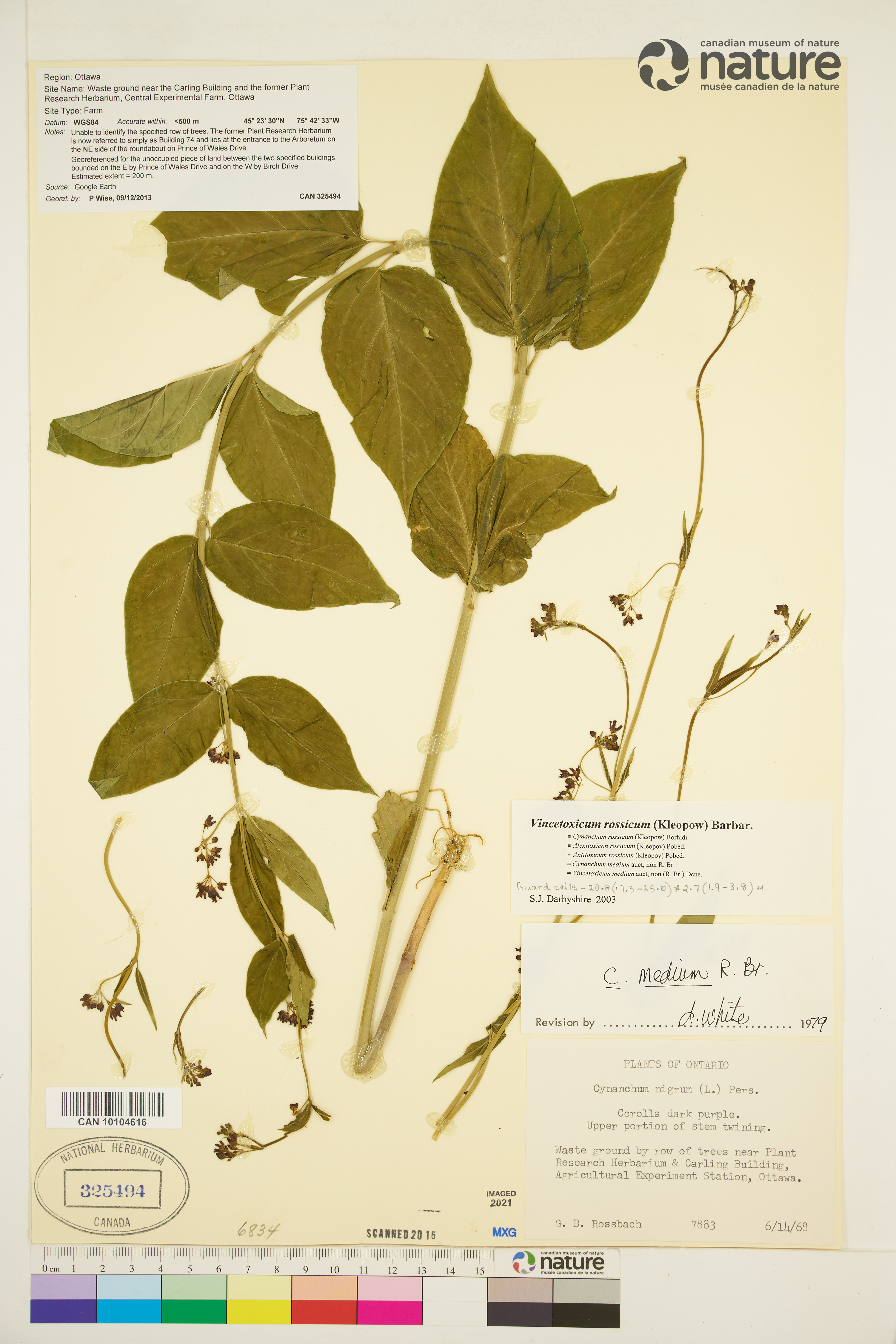 Cynanchum rossicum image
