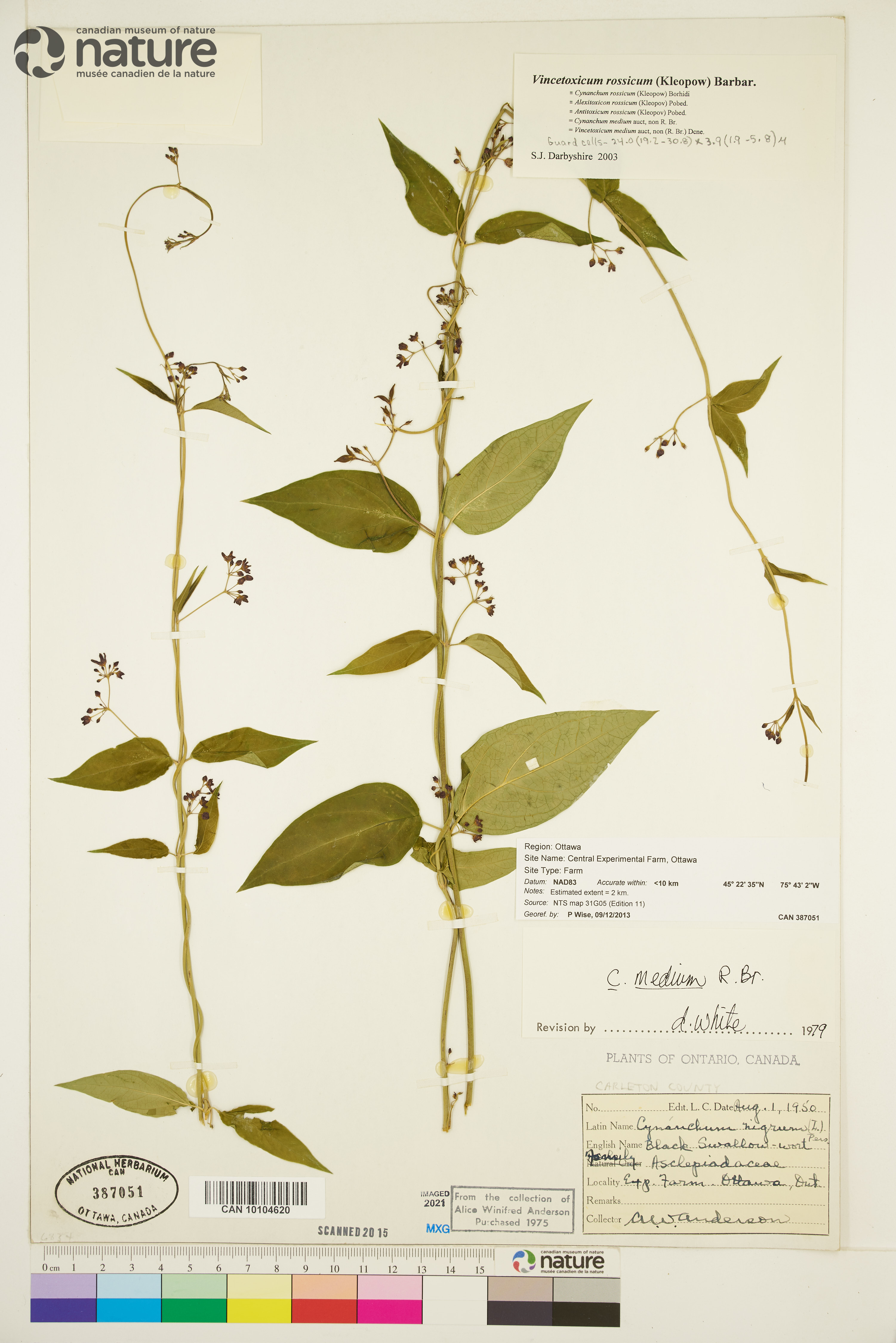 Cynanchum rossicum image