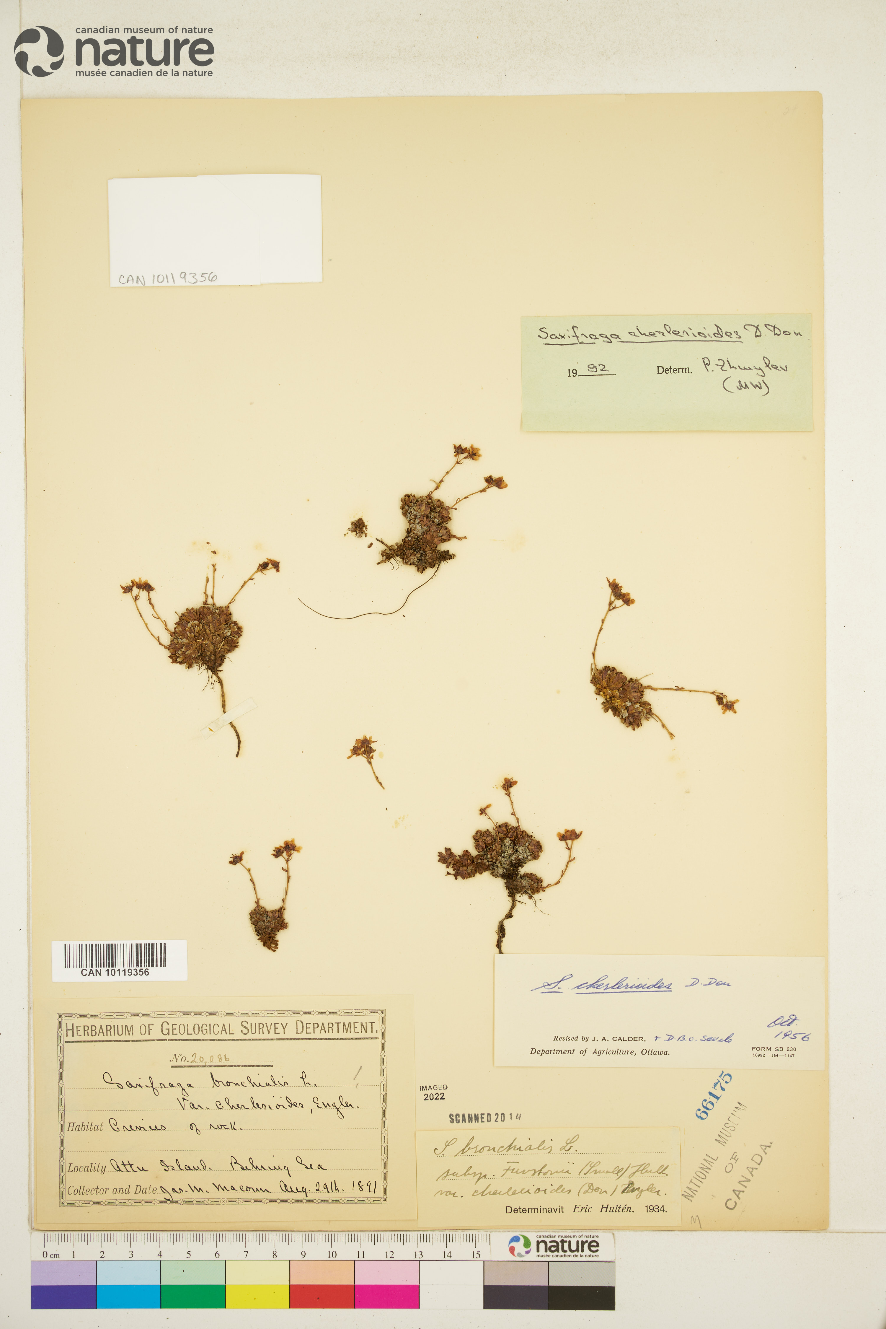 Saxifraga cherlerioides image