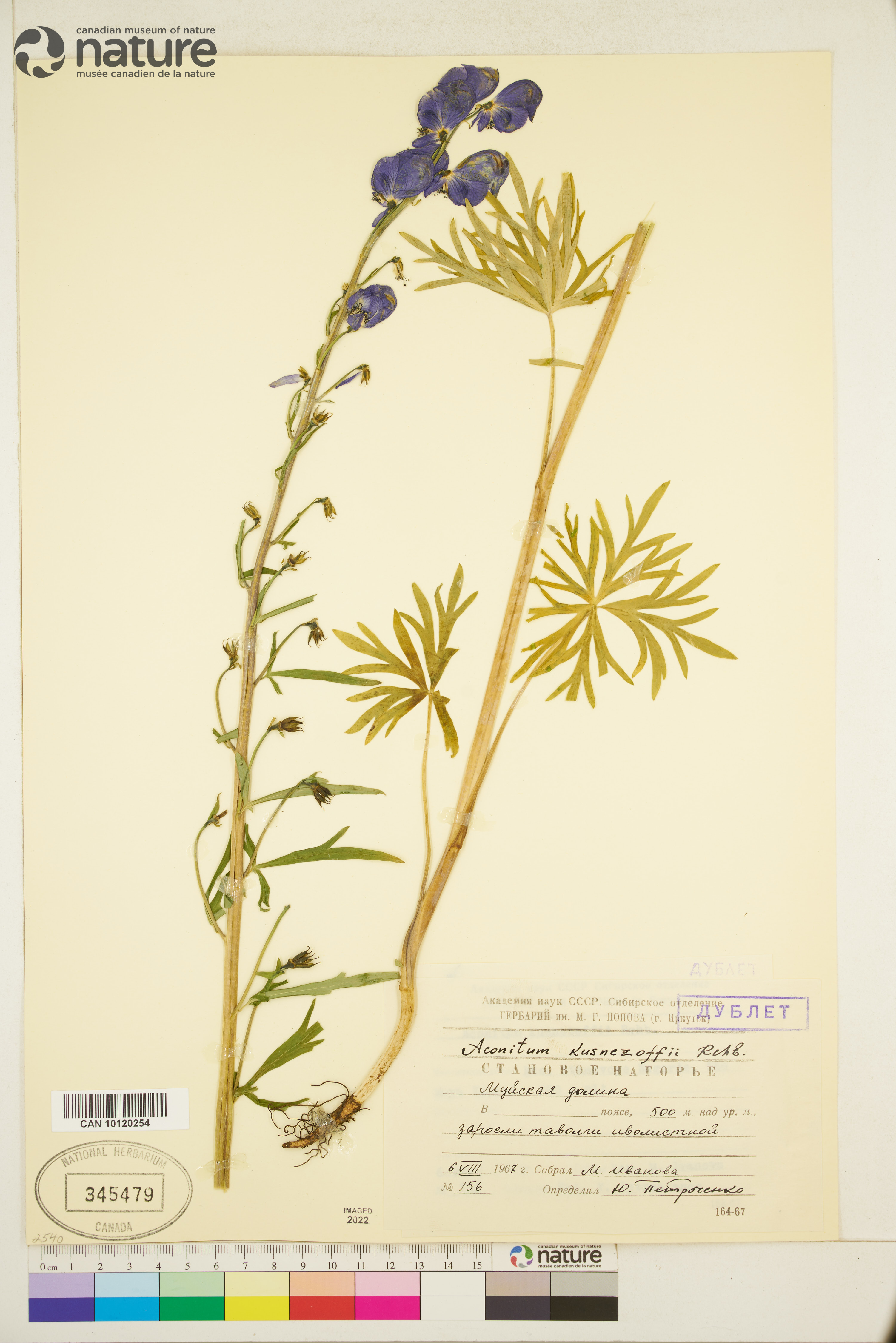 Aconitum kusnezoffii image