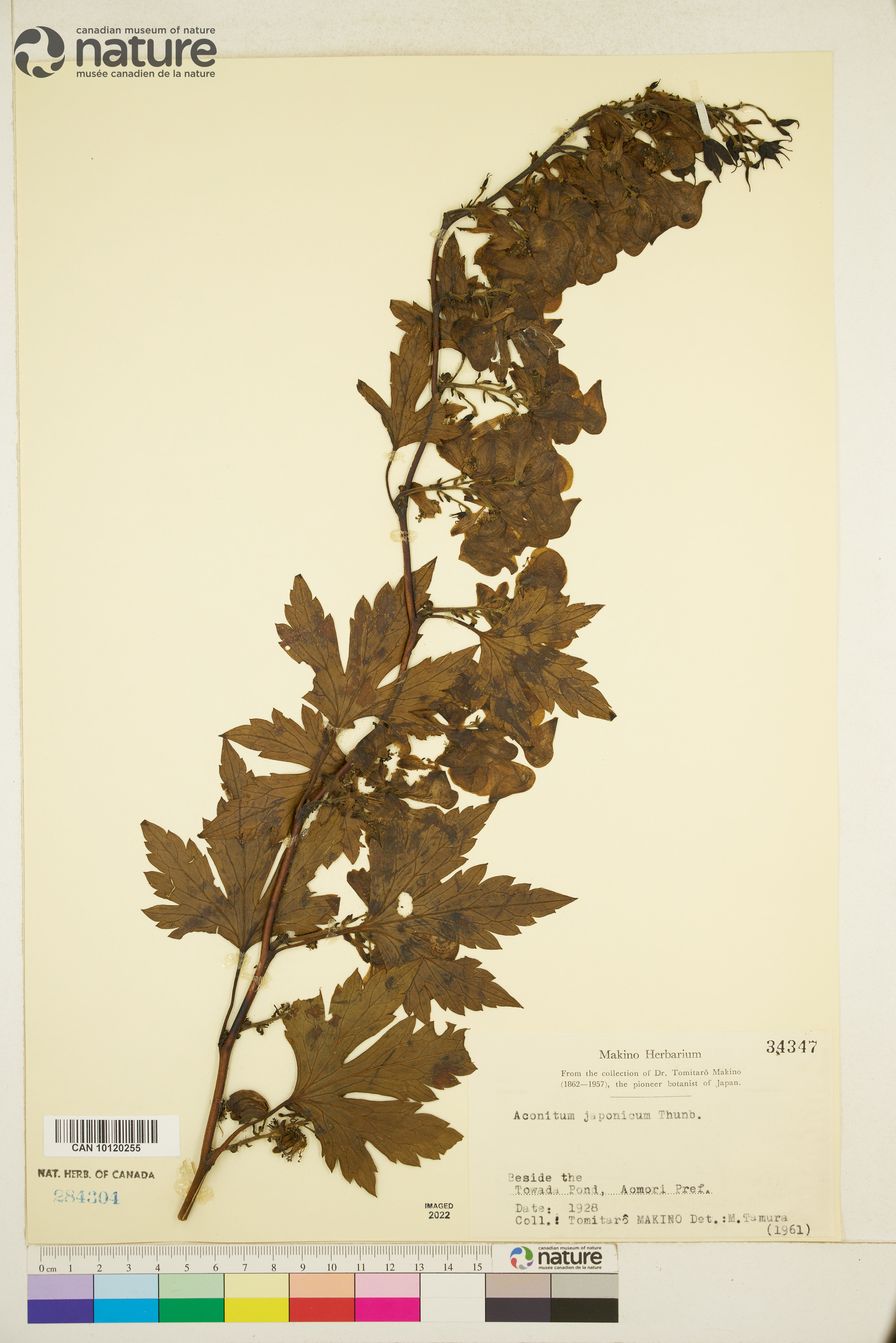 Aconitum japonicum image