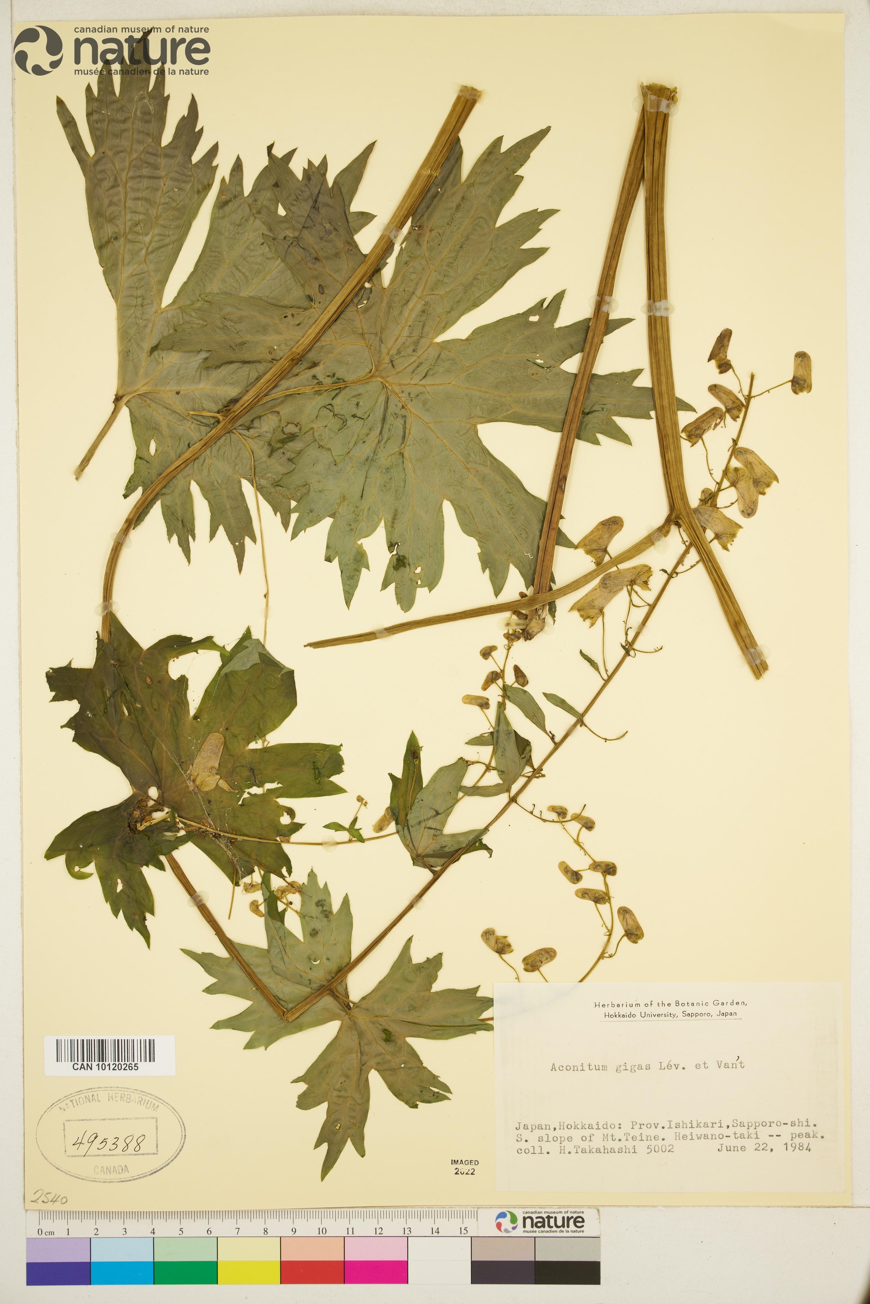 Aconitum ranunculoides subsp. gigas image