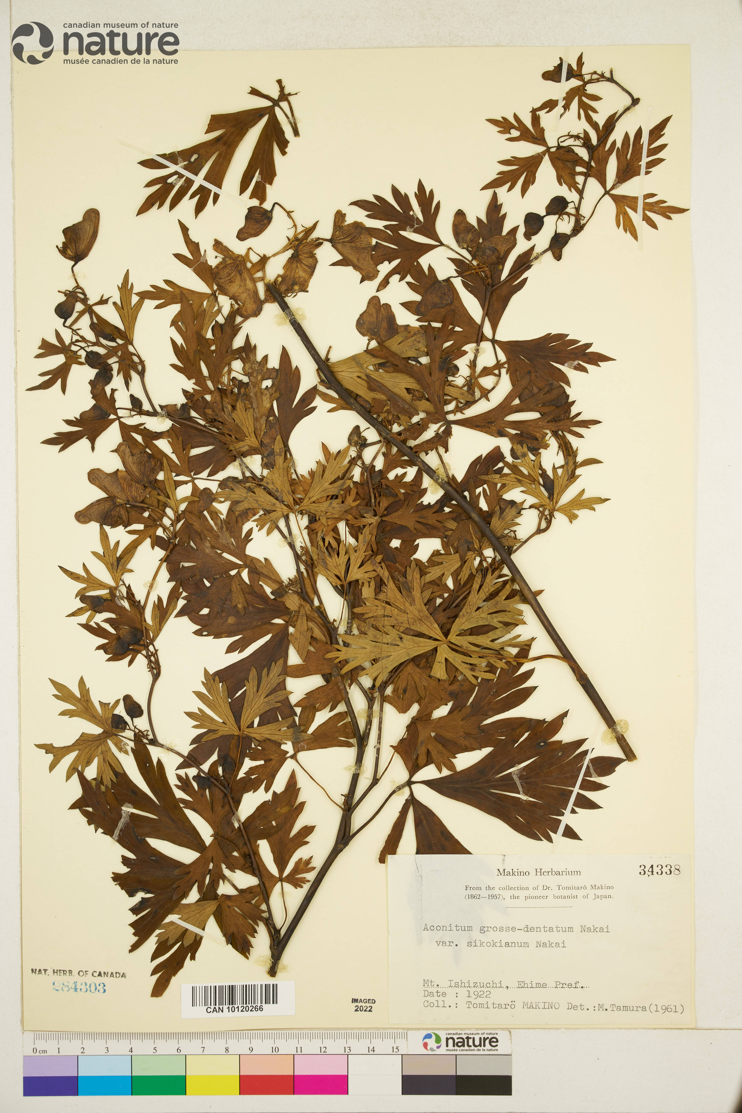Aconitum zigzag image