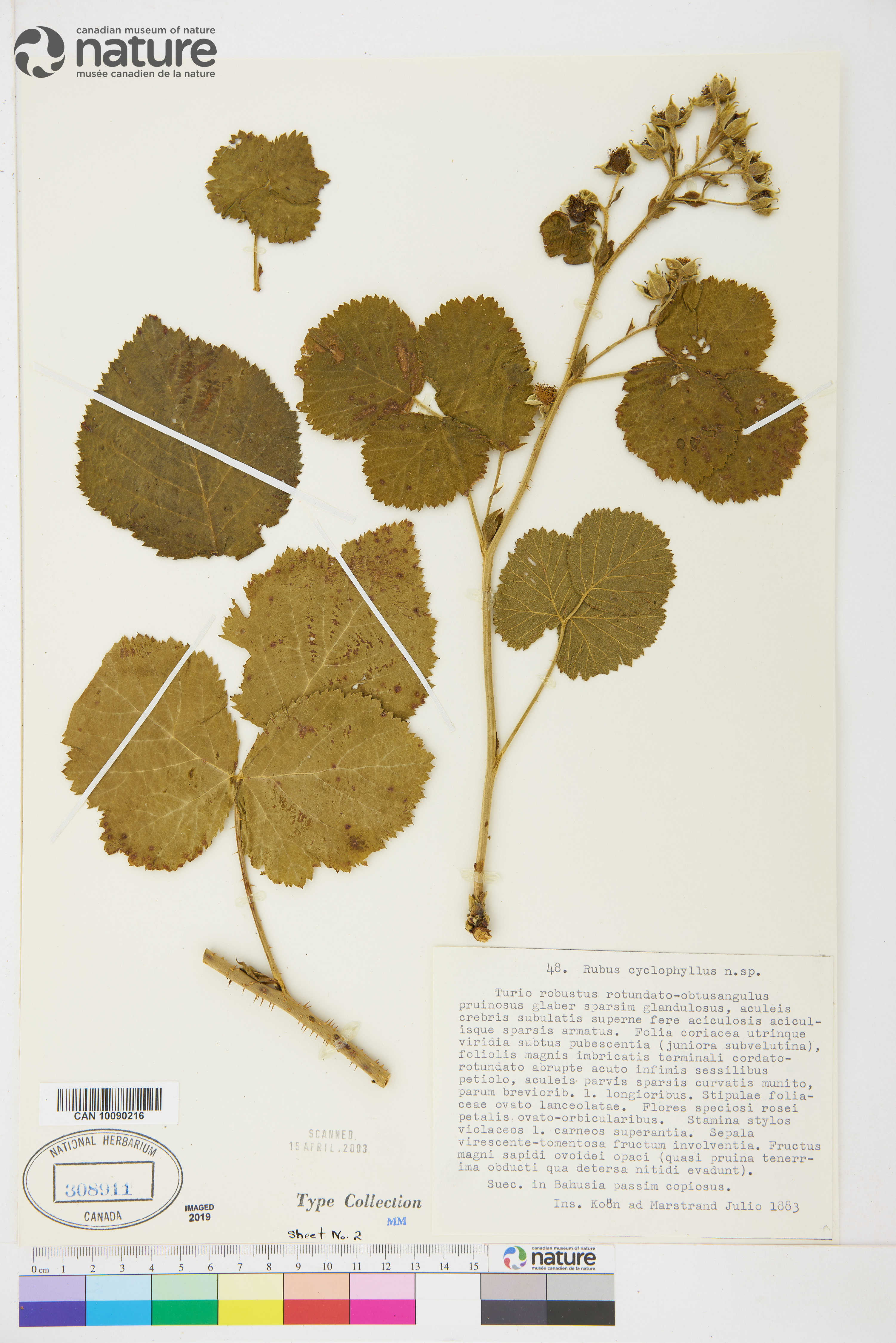 Rubus cyclomorphus image