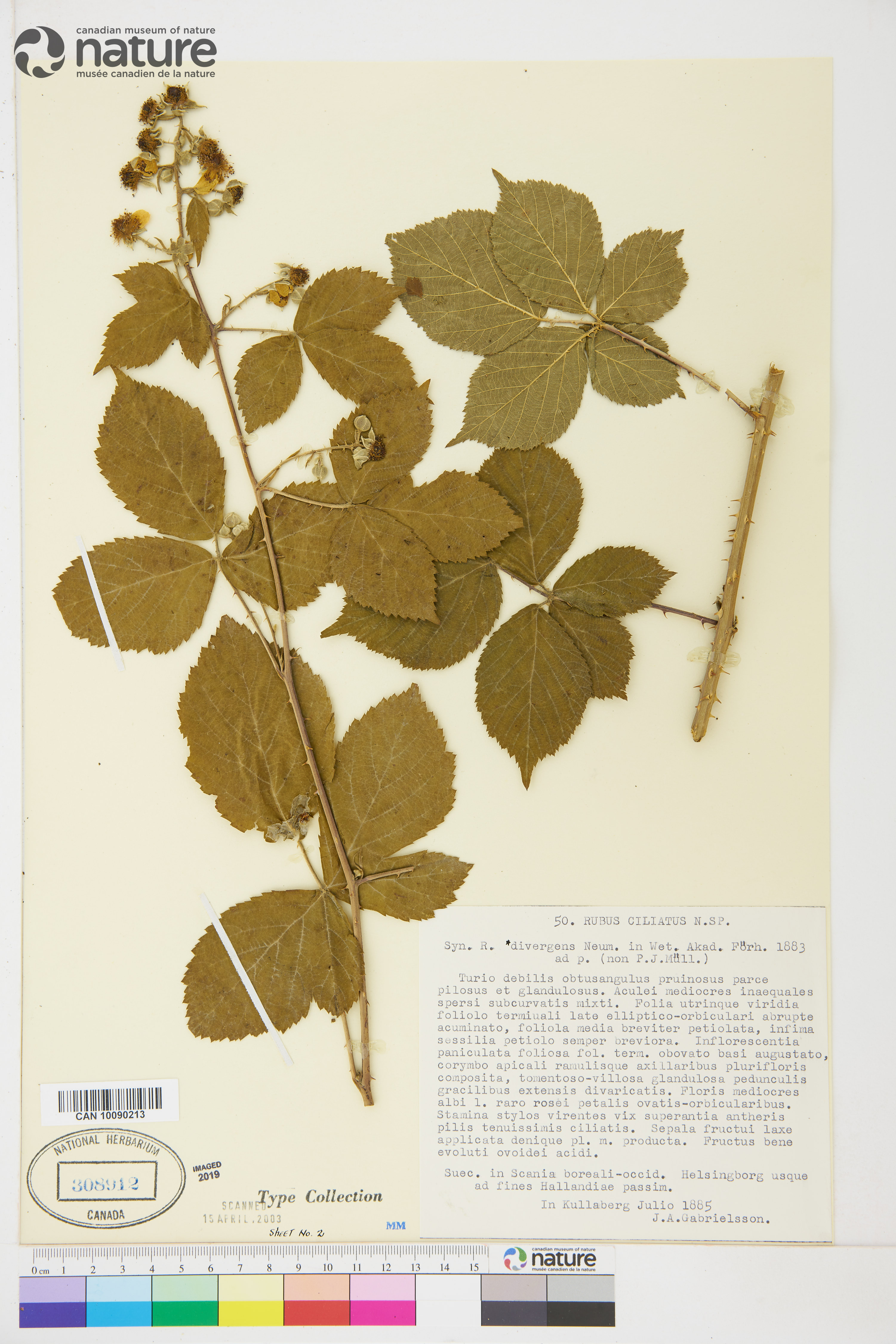 Rubus camptostachys image
