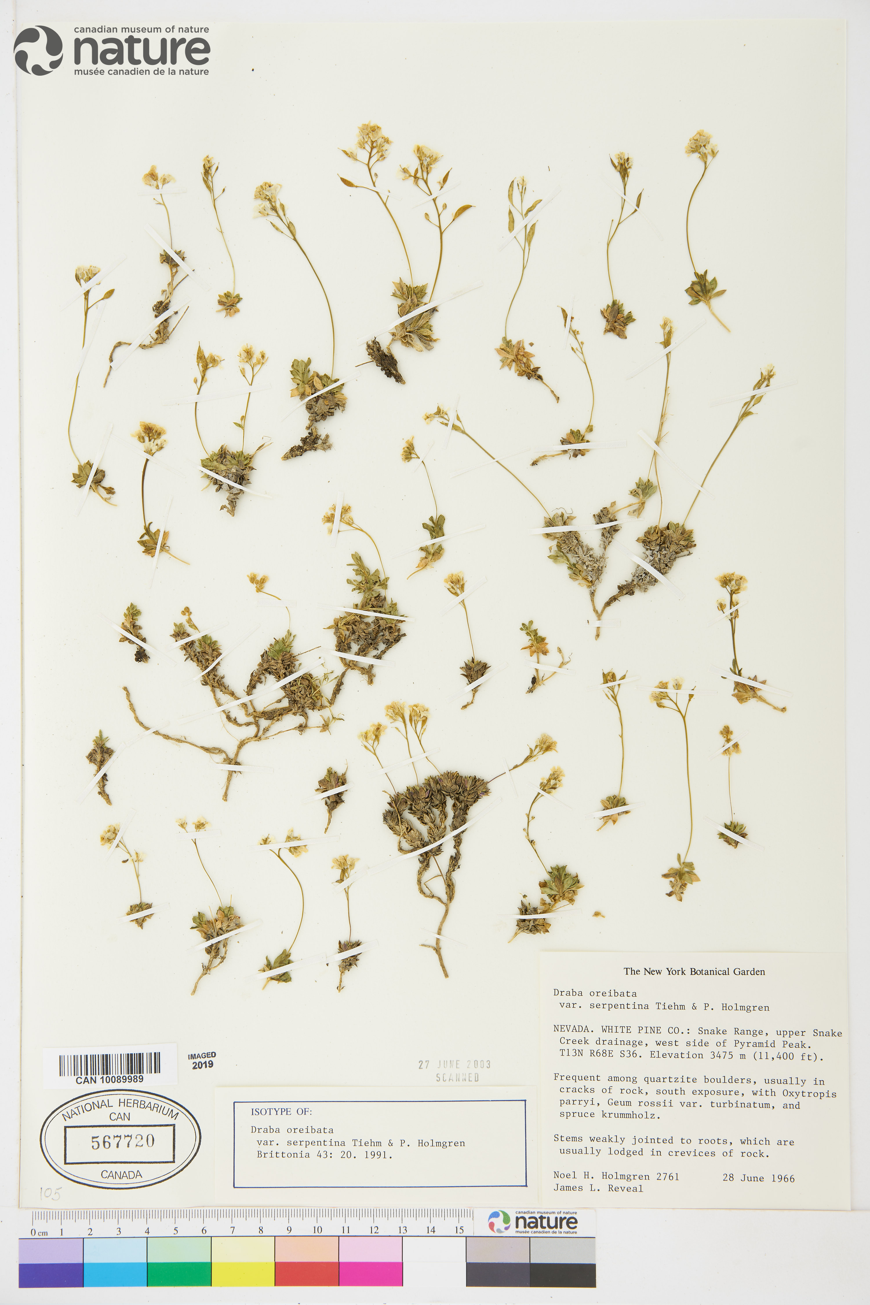 Draba serpentina image