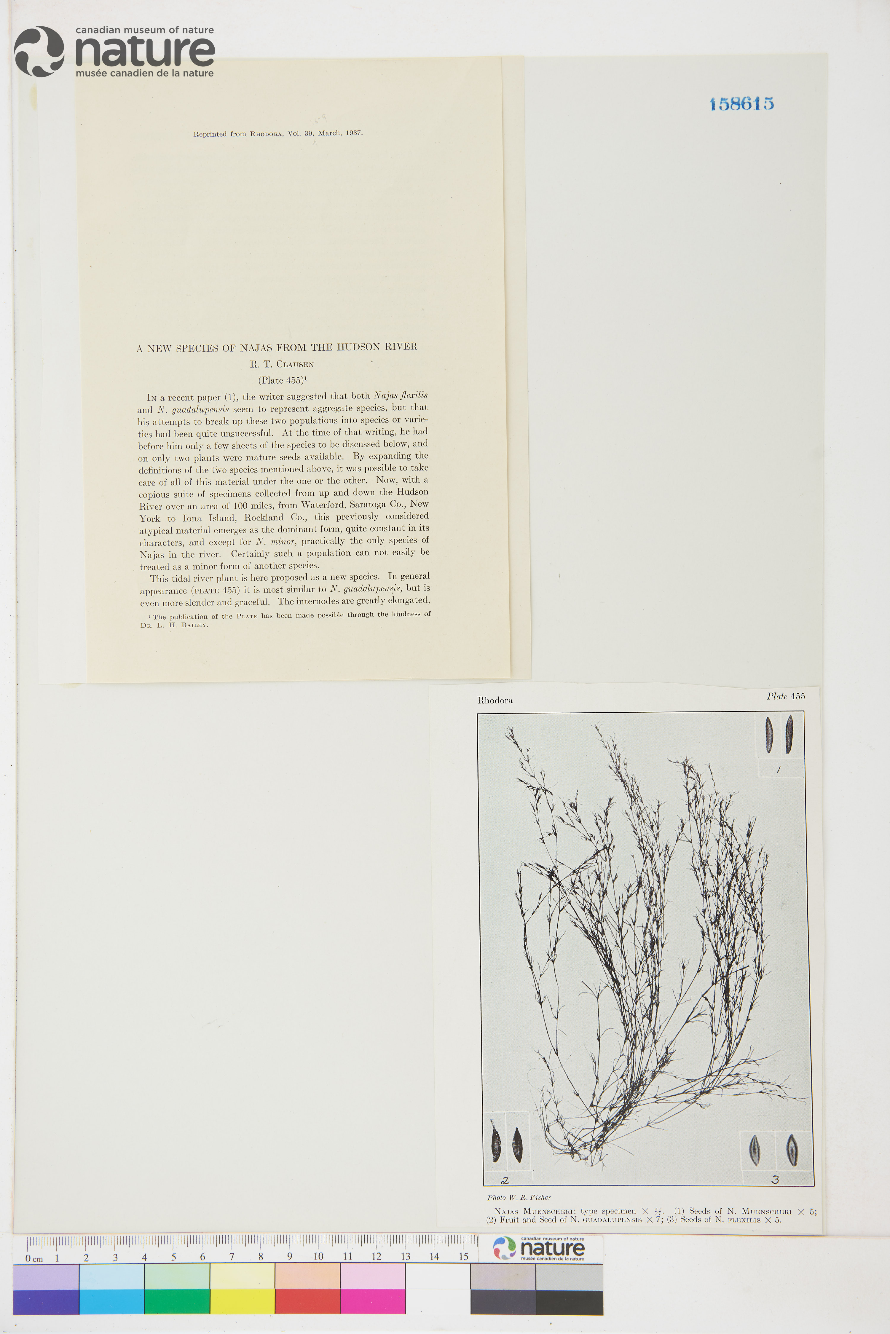 Najas guadalupensis var. muenscheri image