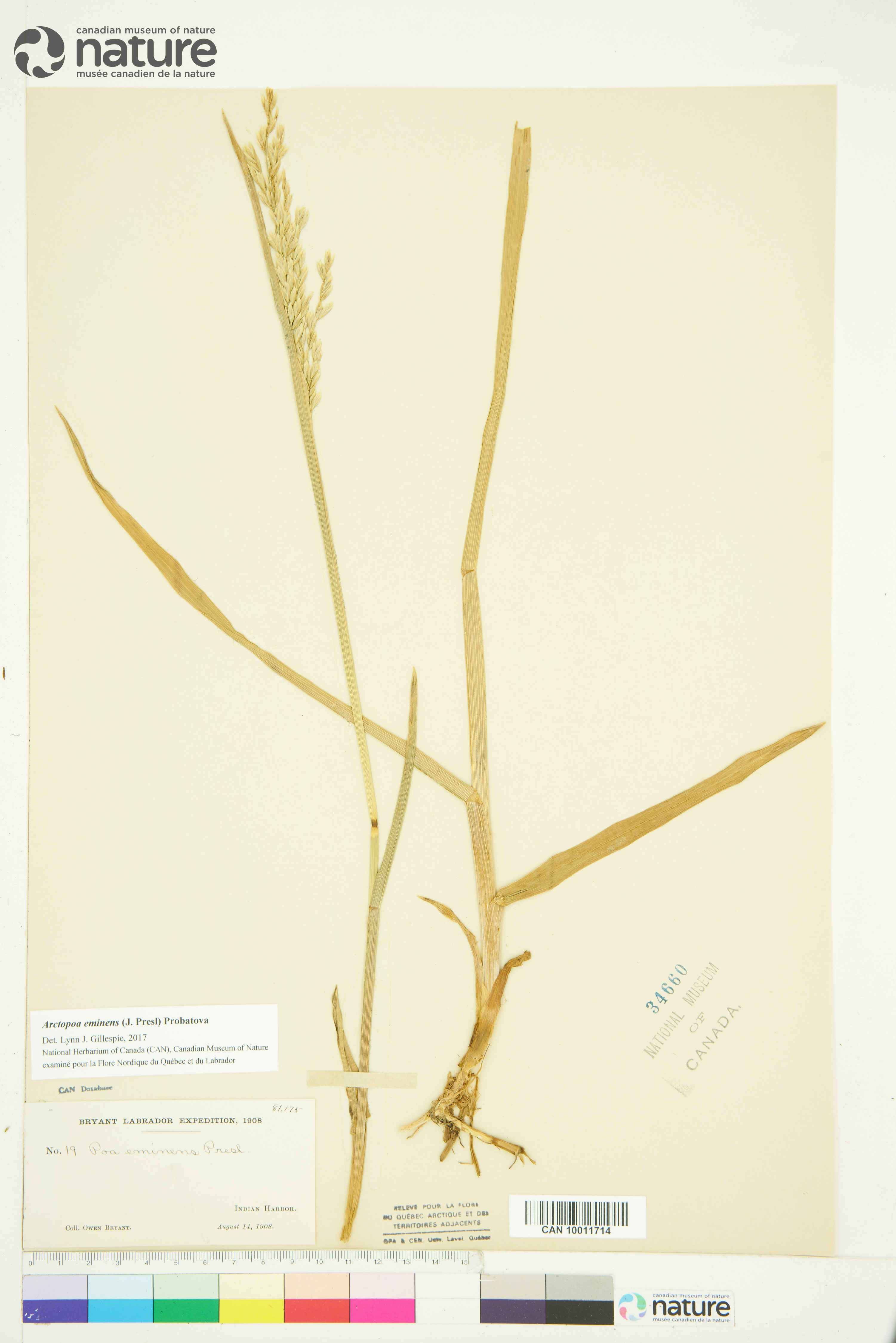 Arctopoa eminens image