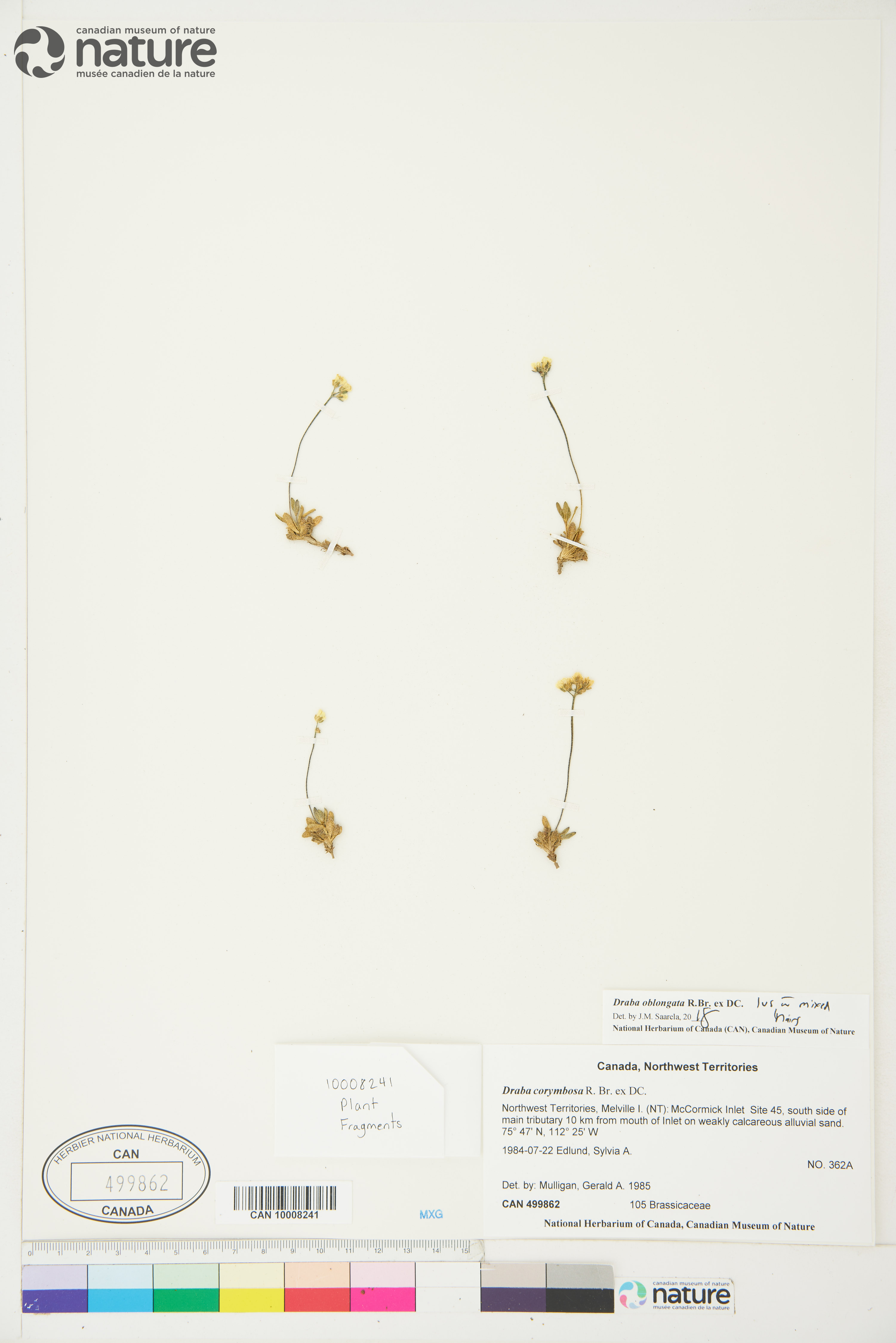Draba oblongata image