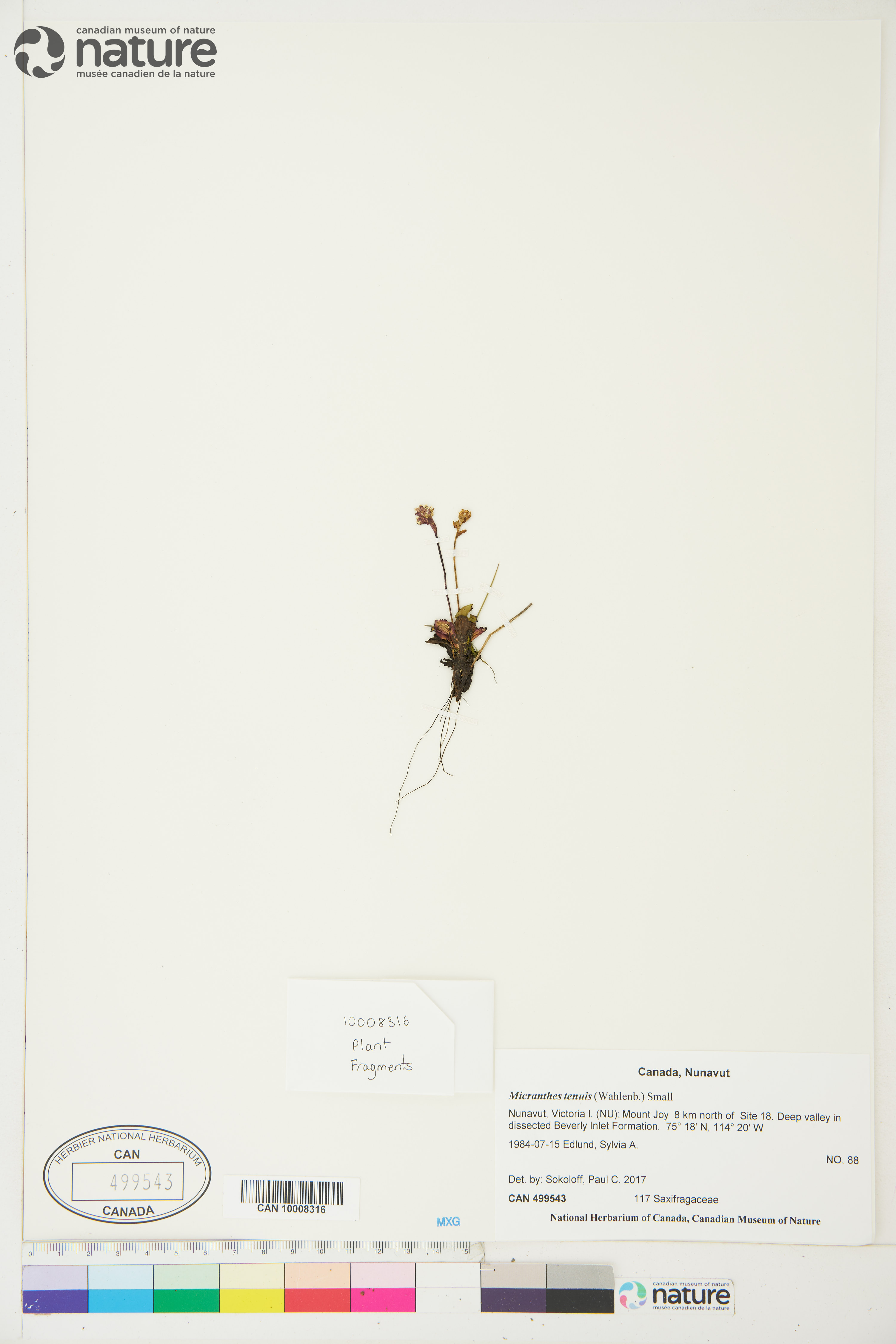 Micranthes tenuis image