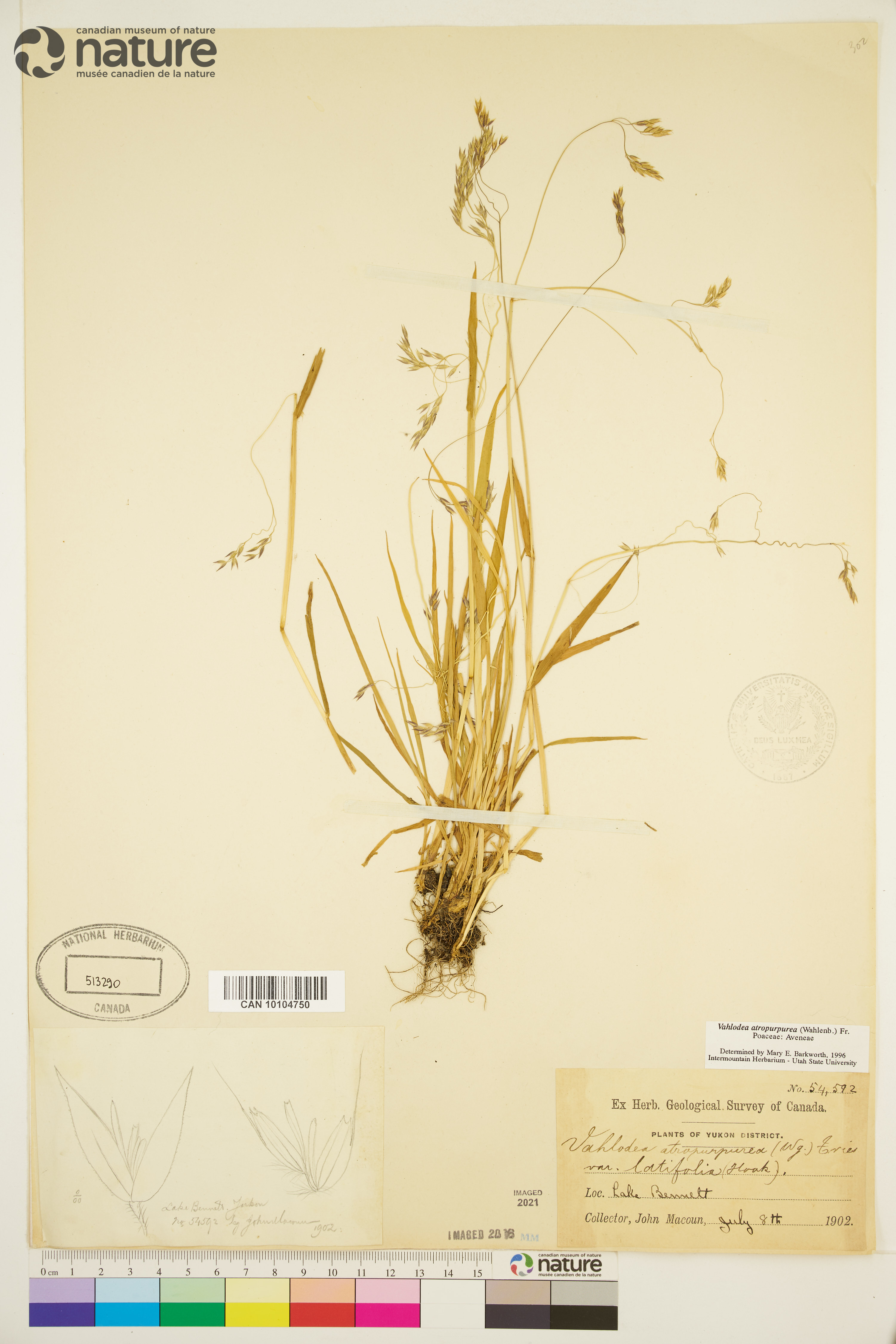 Vahlodea atropurpurea image
