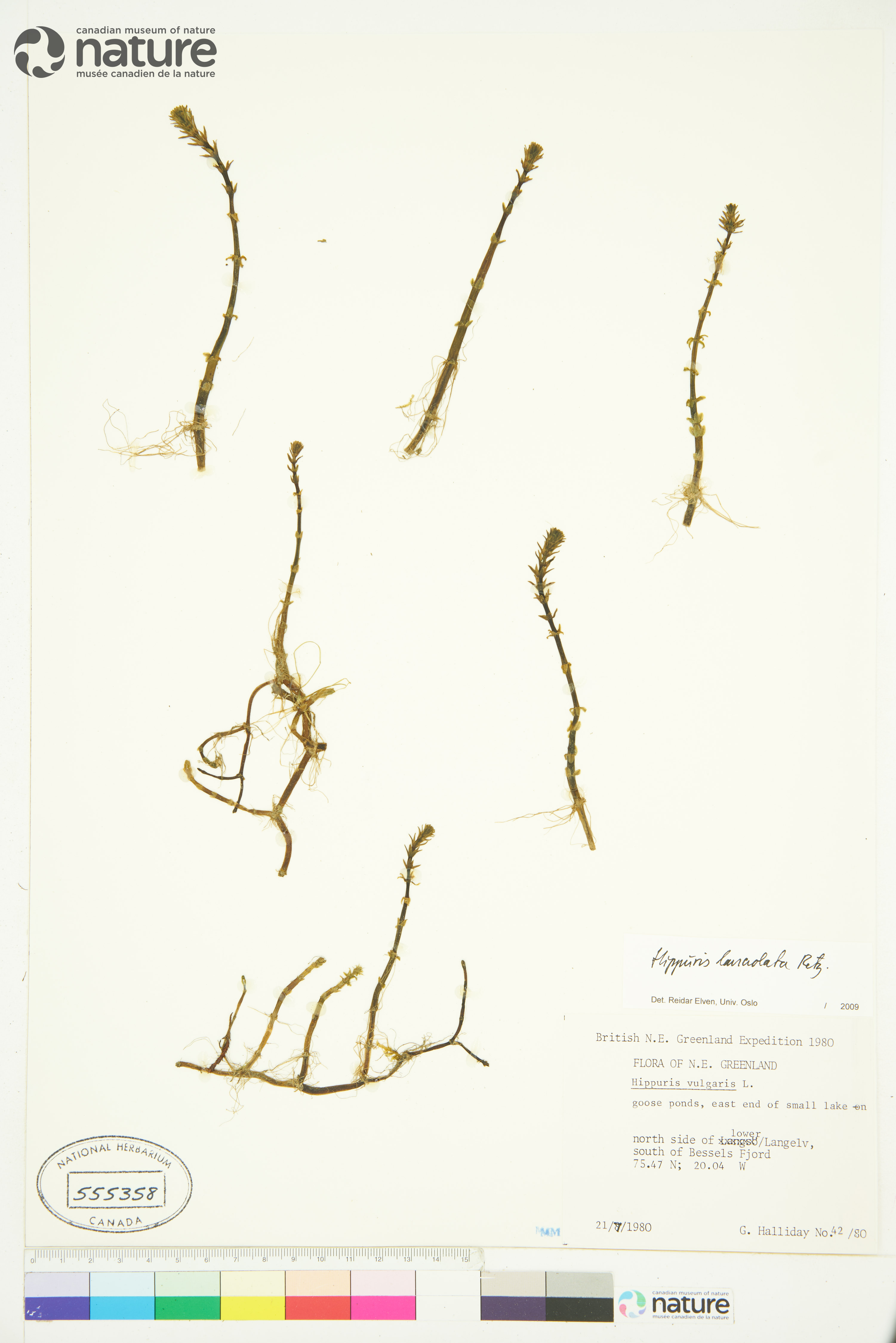 Hippuris lanceolata image