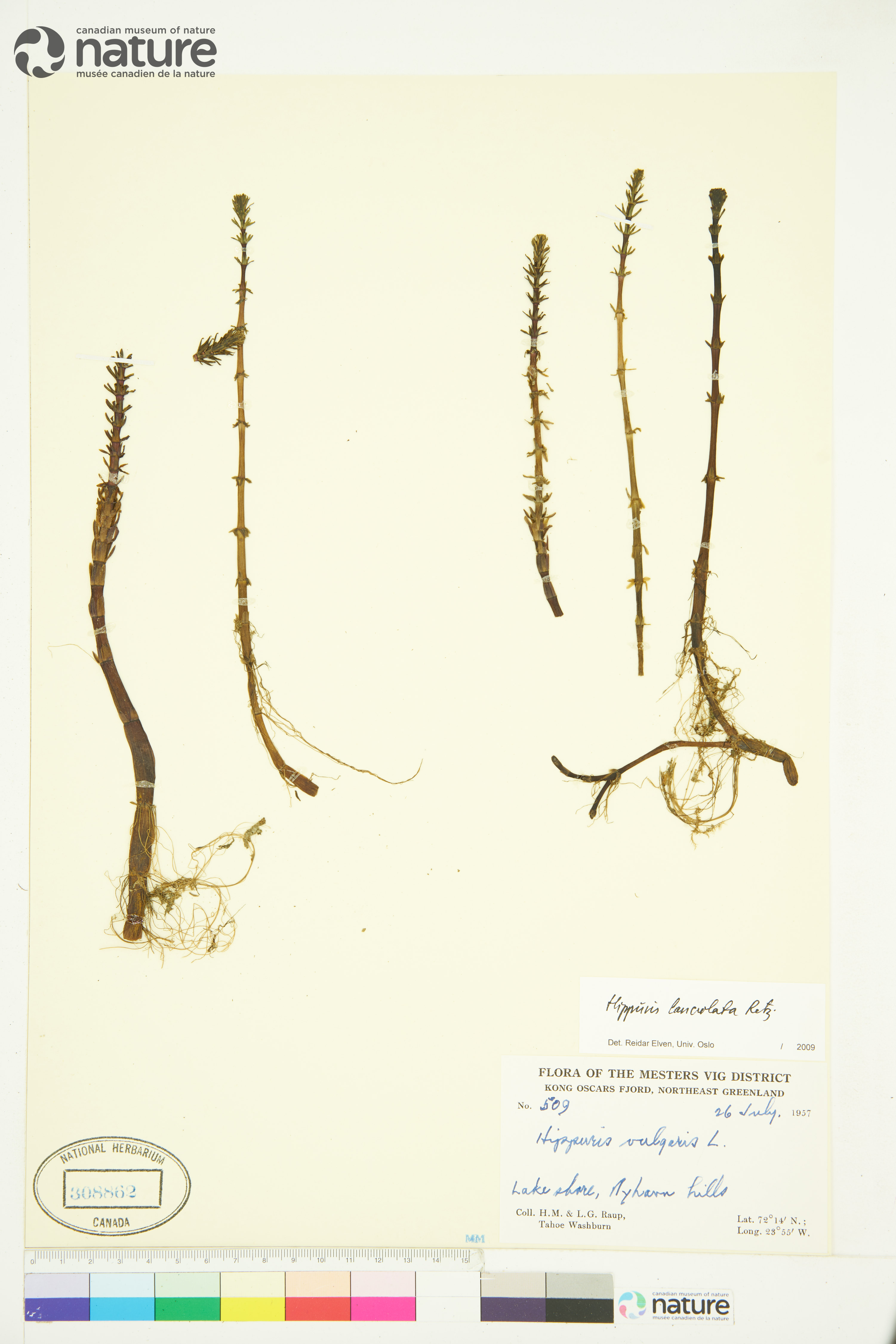 Hippuris lanceolata image