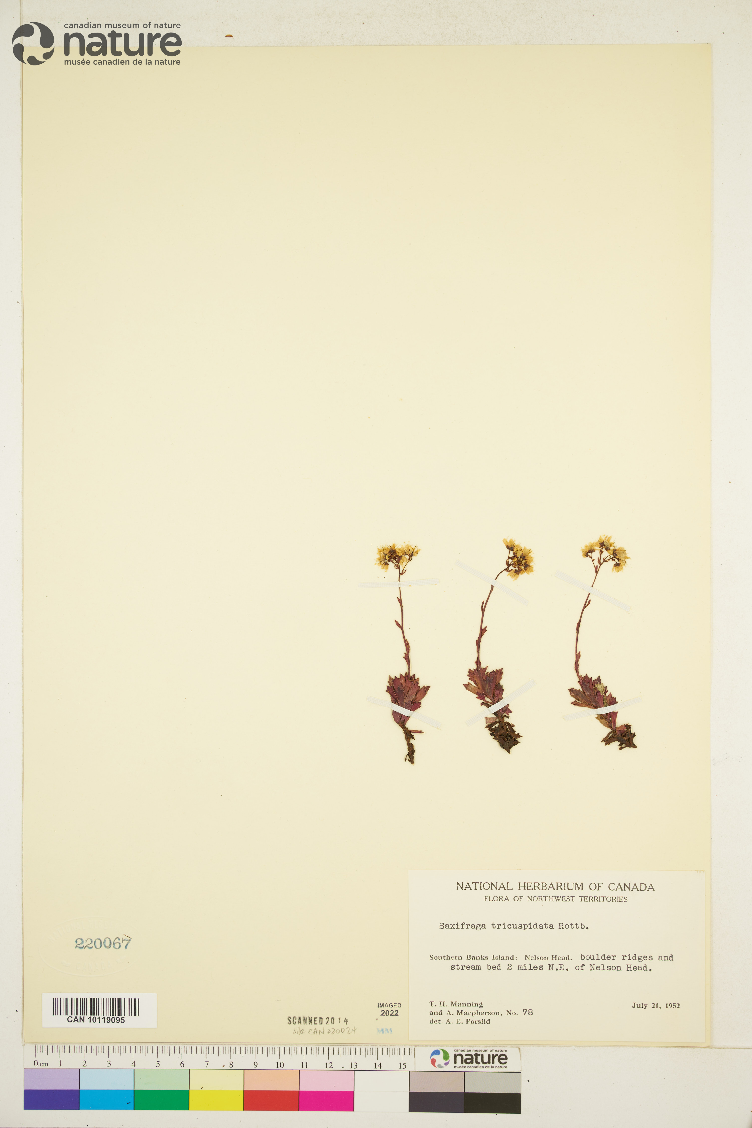 Saxifraga tricuspidata image