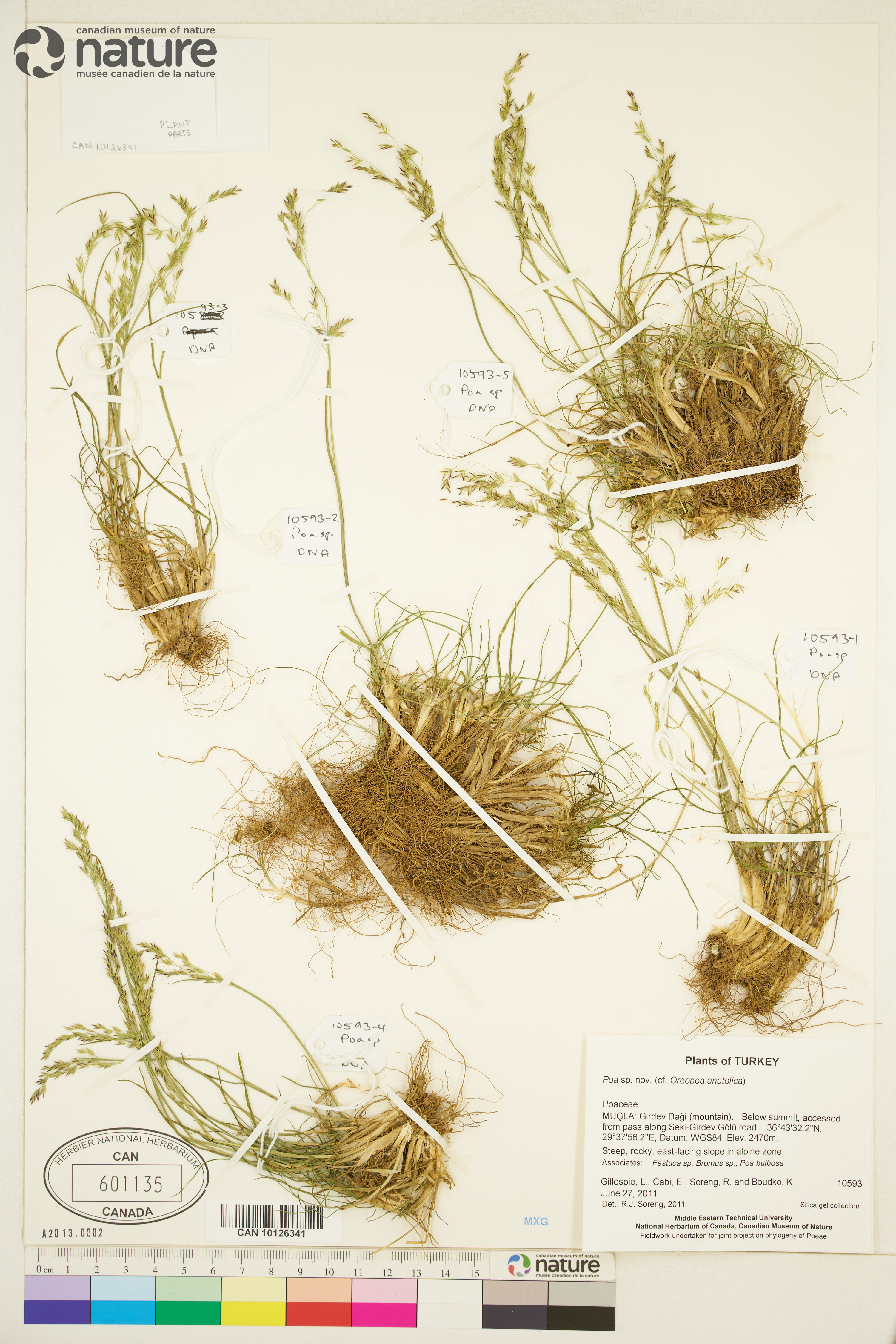 Oreopoa anatolica image