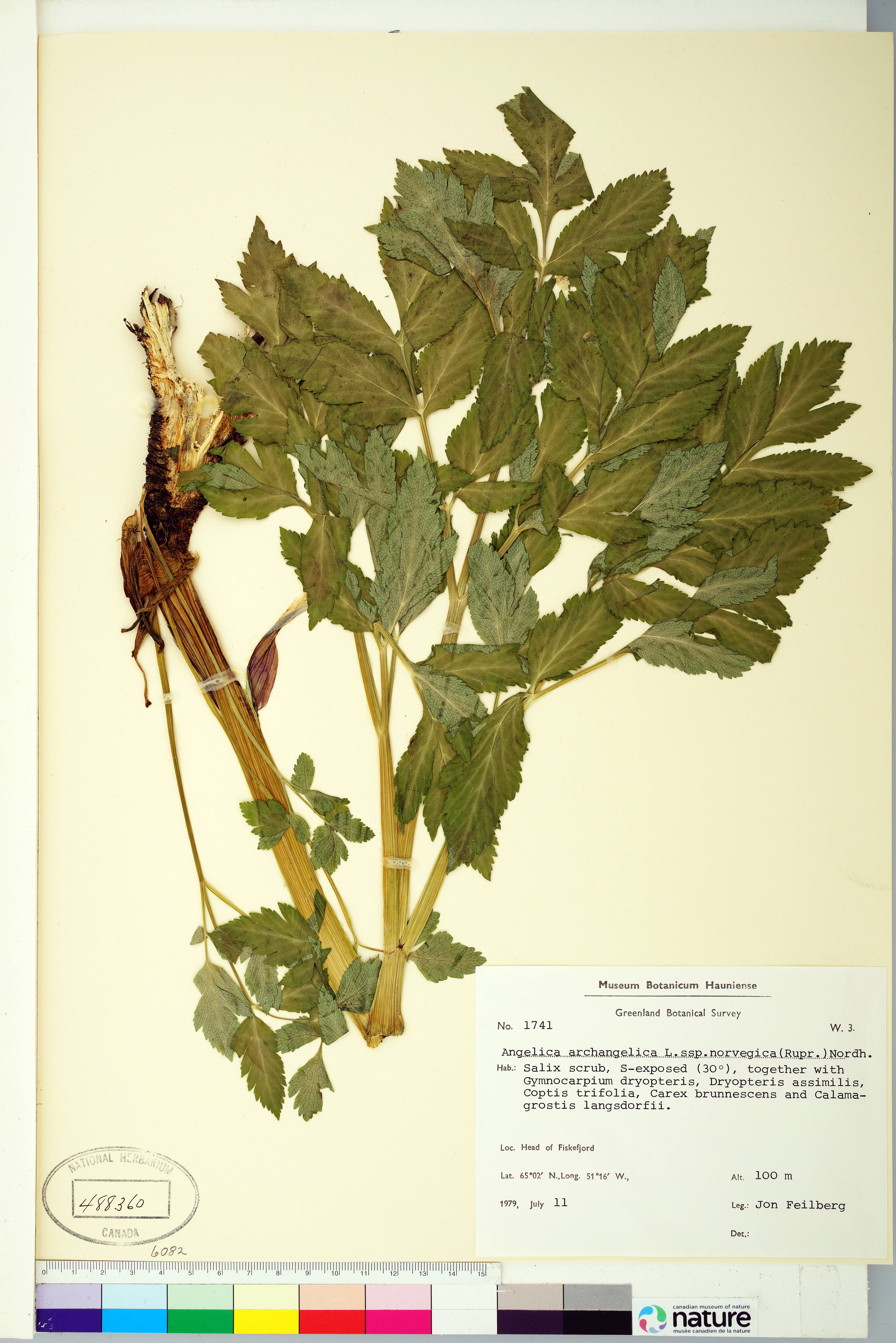 Angelica archangelica subsp. litoralis image