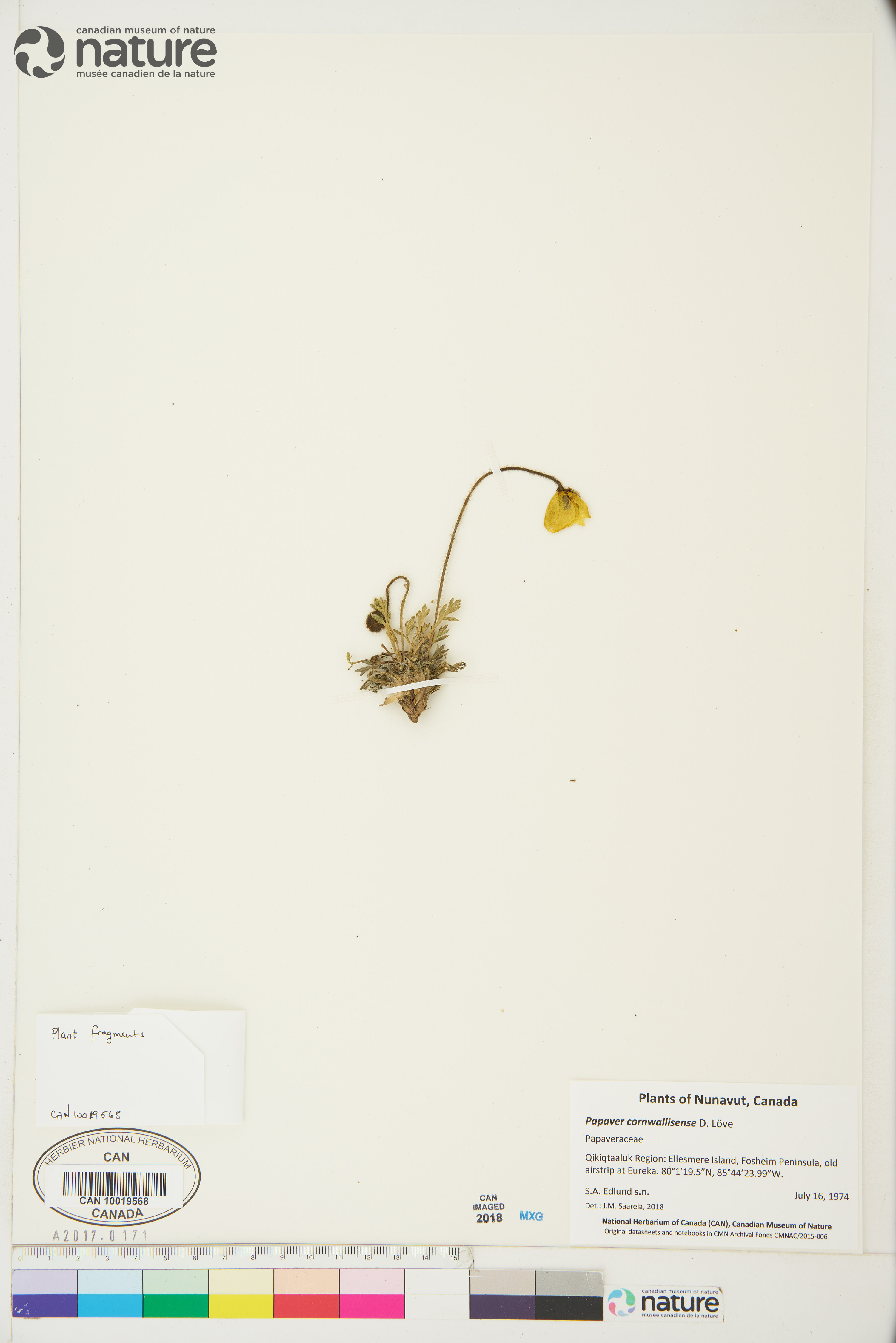Papaver radicatum subsp. polare image