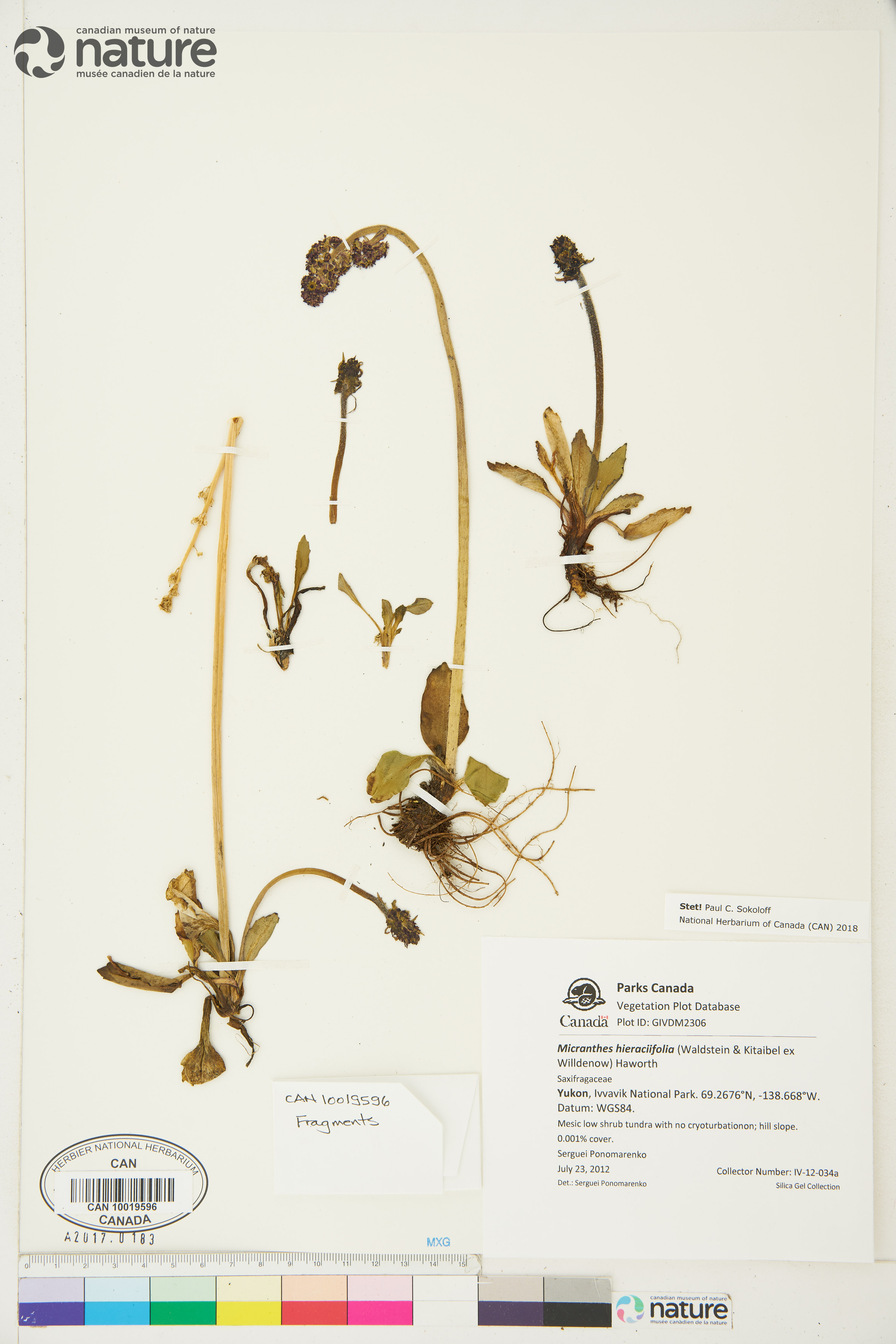 Saxifraga hieraciifolia image