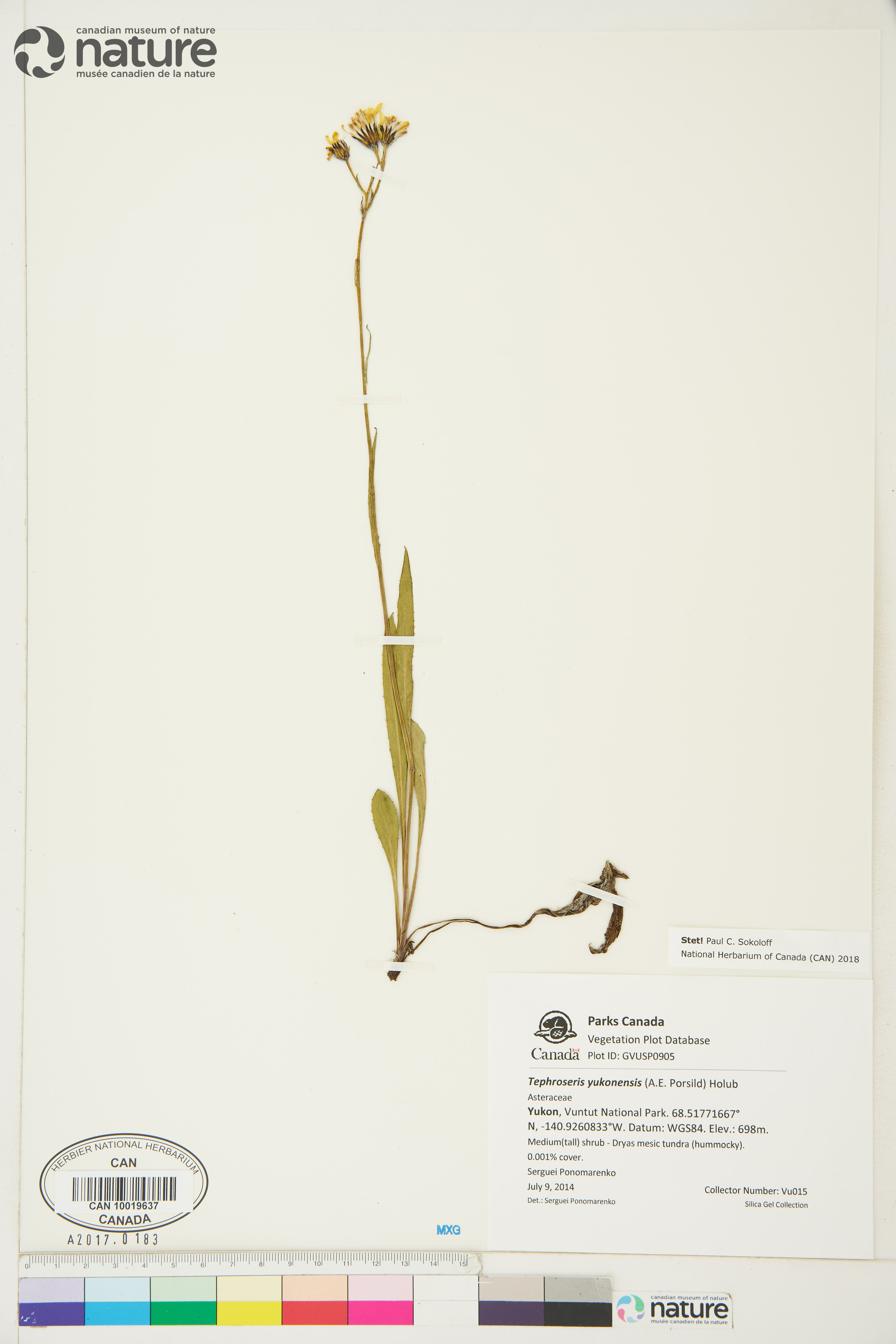 Tephroseris yukonensis image