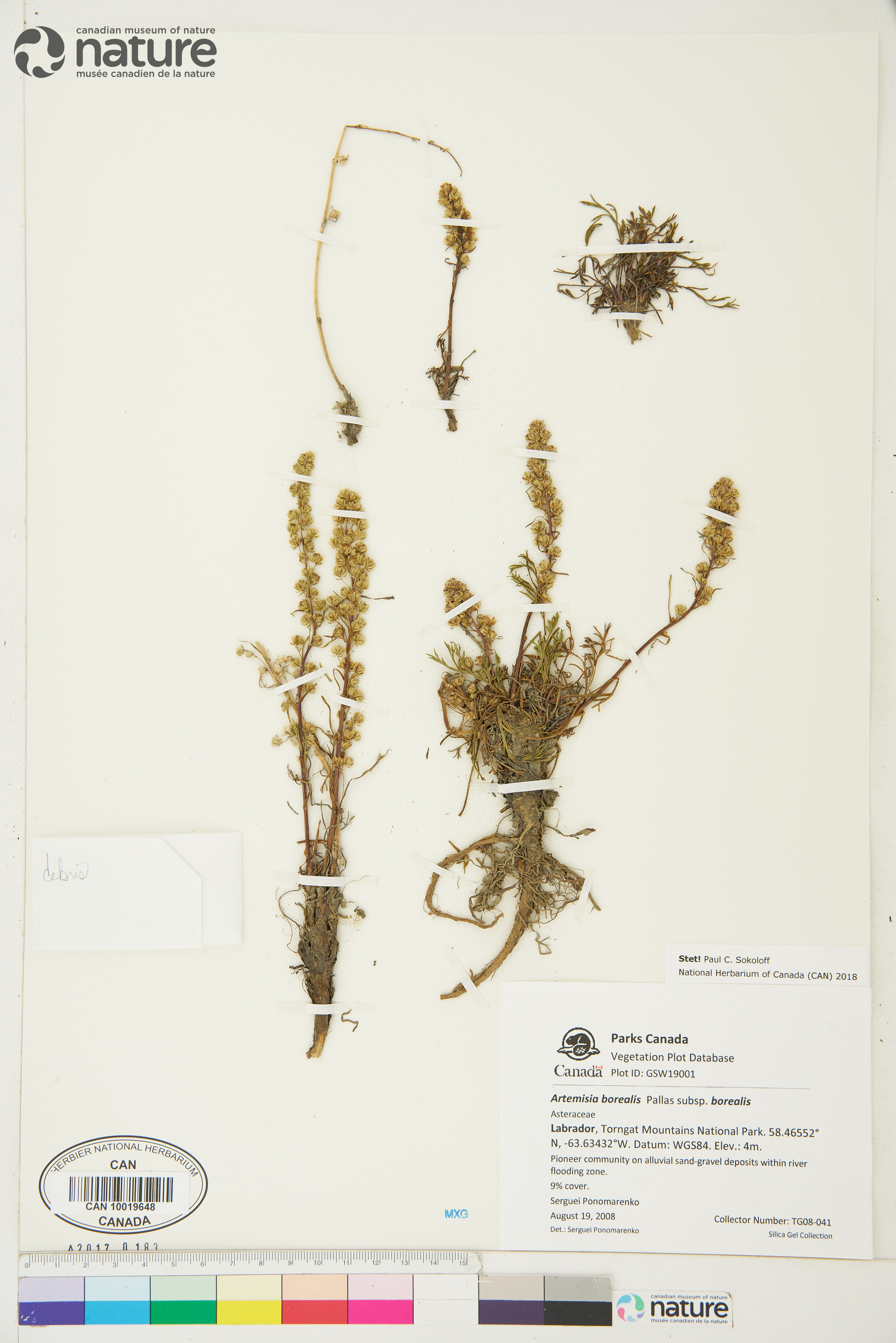Artemisia borealis subsp. borealis image