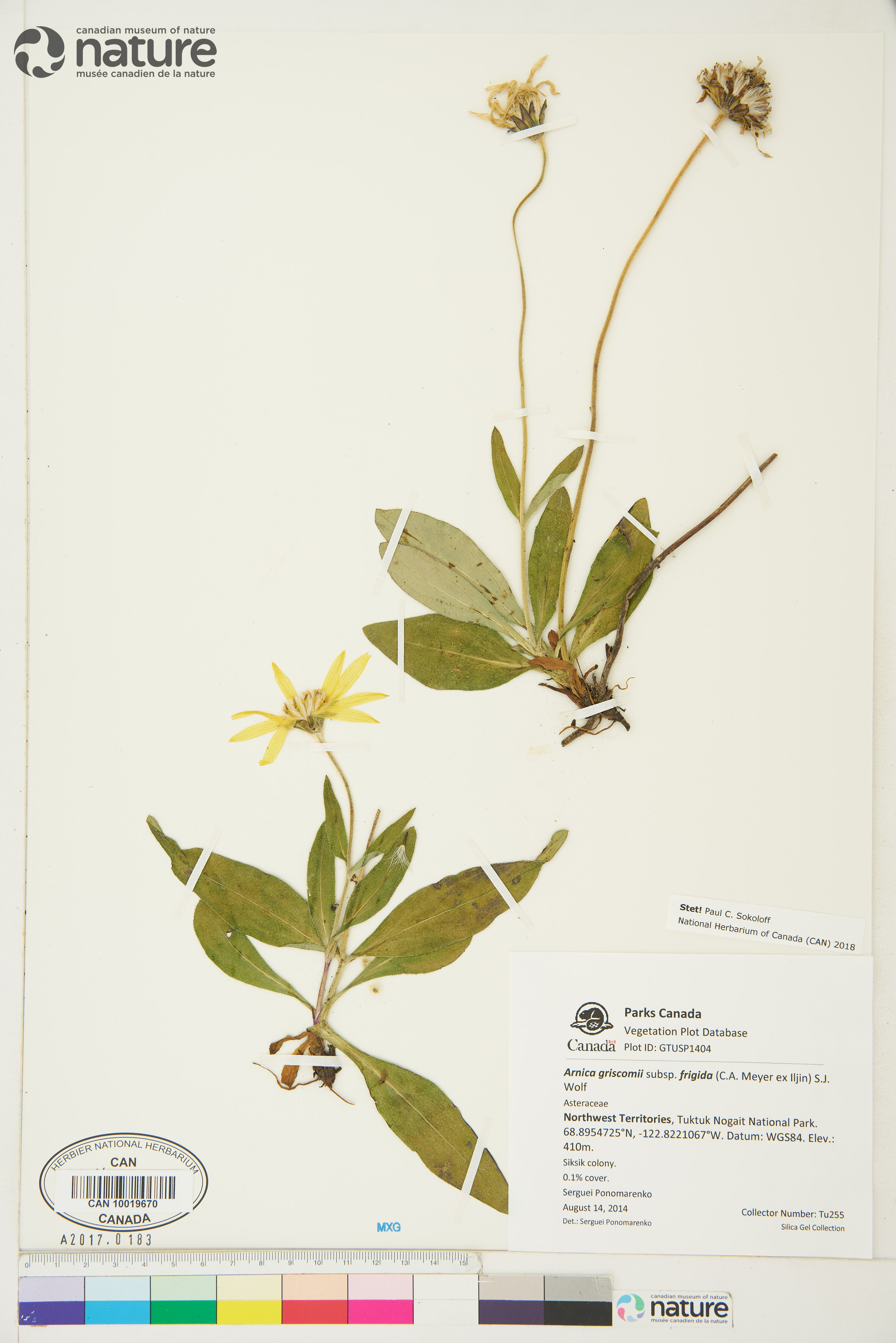 Arnica griscomii subsp. frigida image