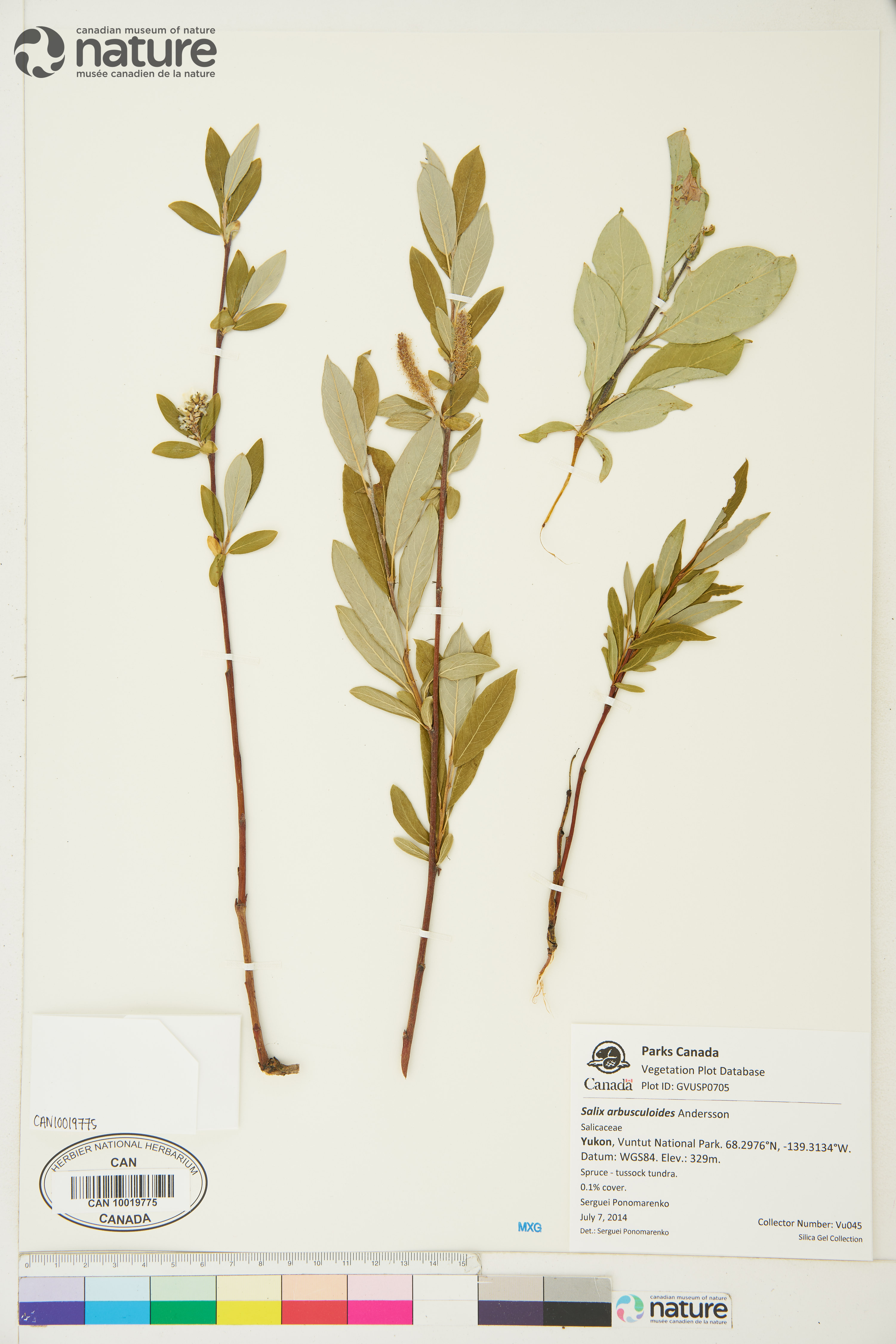 Salix arbusculoides image