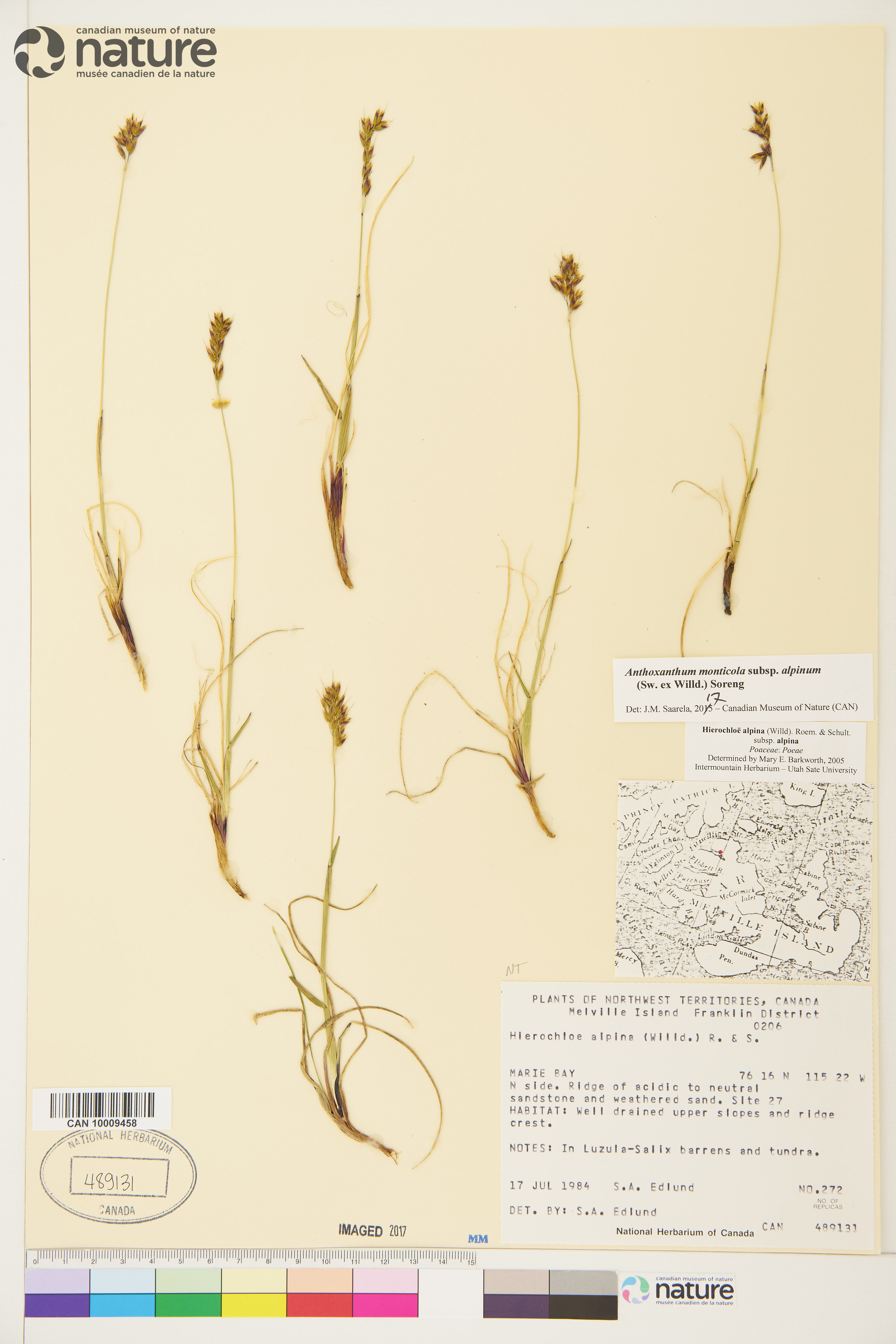 Anthoxanthum monticola image
