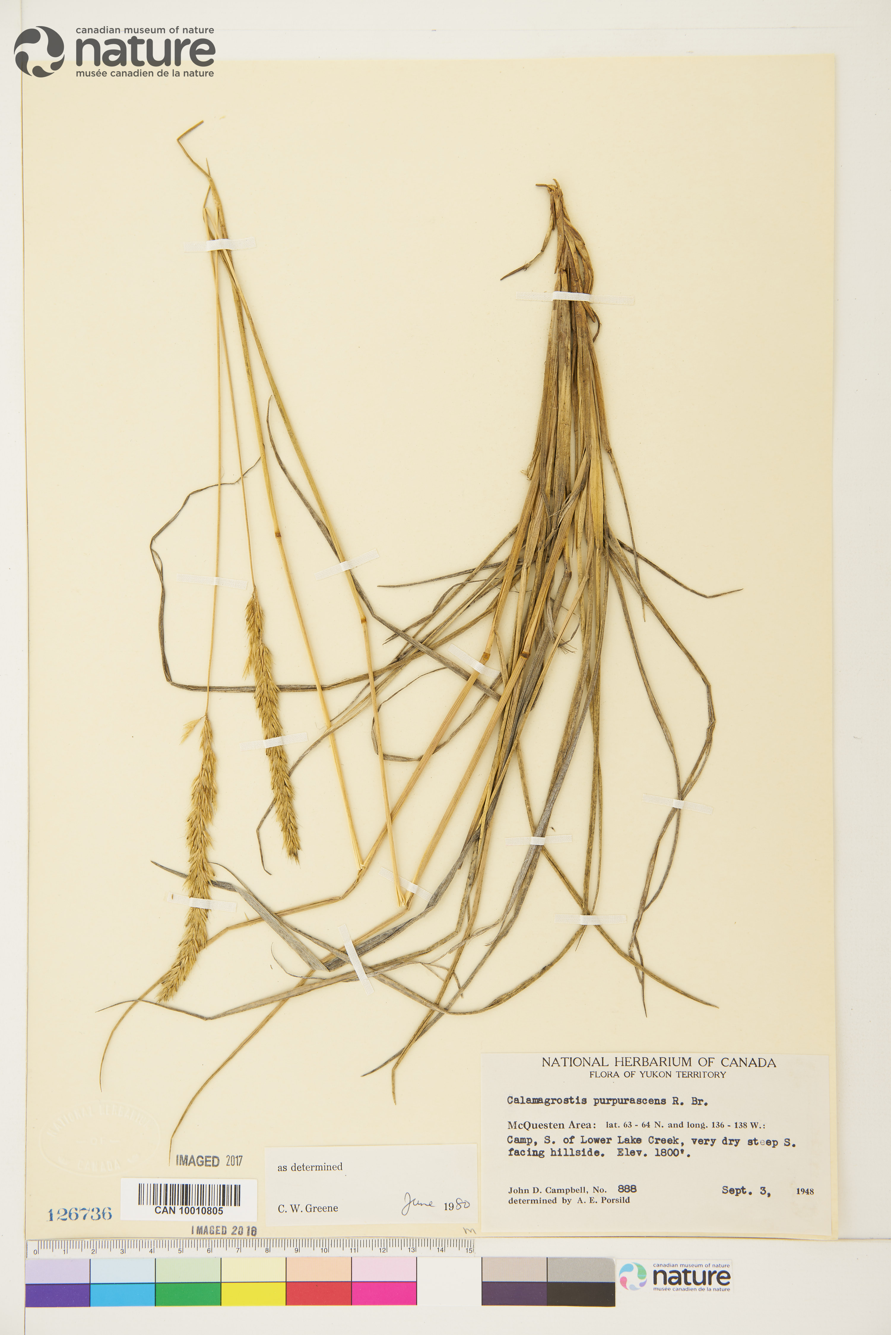 Calamagrostis purpurascens image