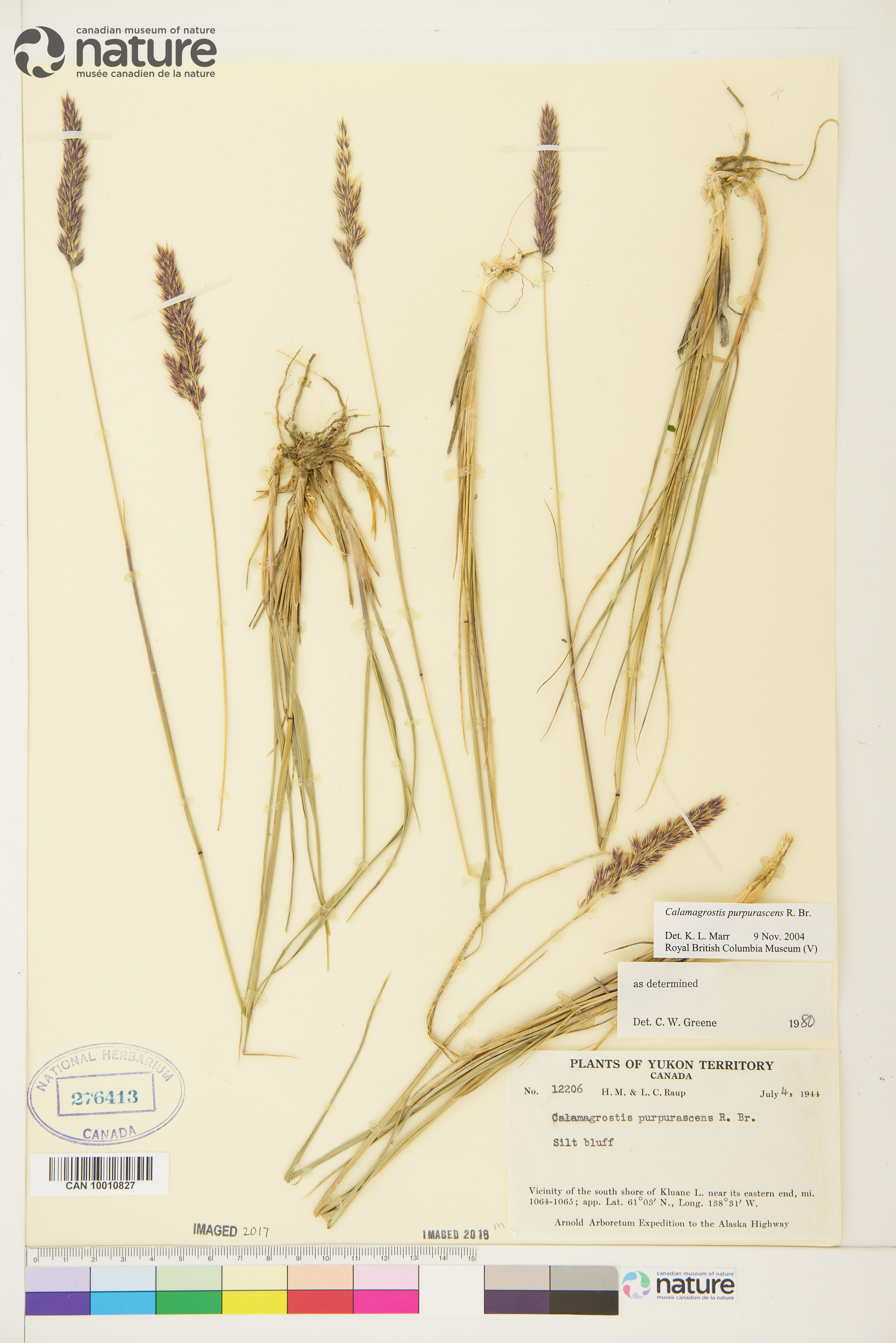 Calamagrostis purpurascens image